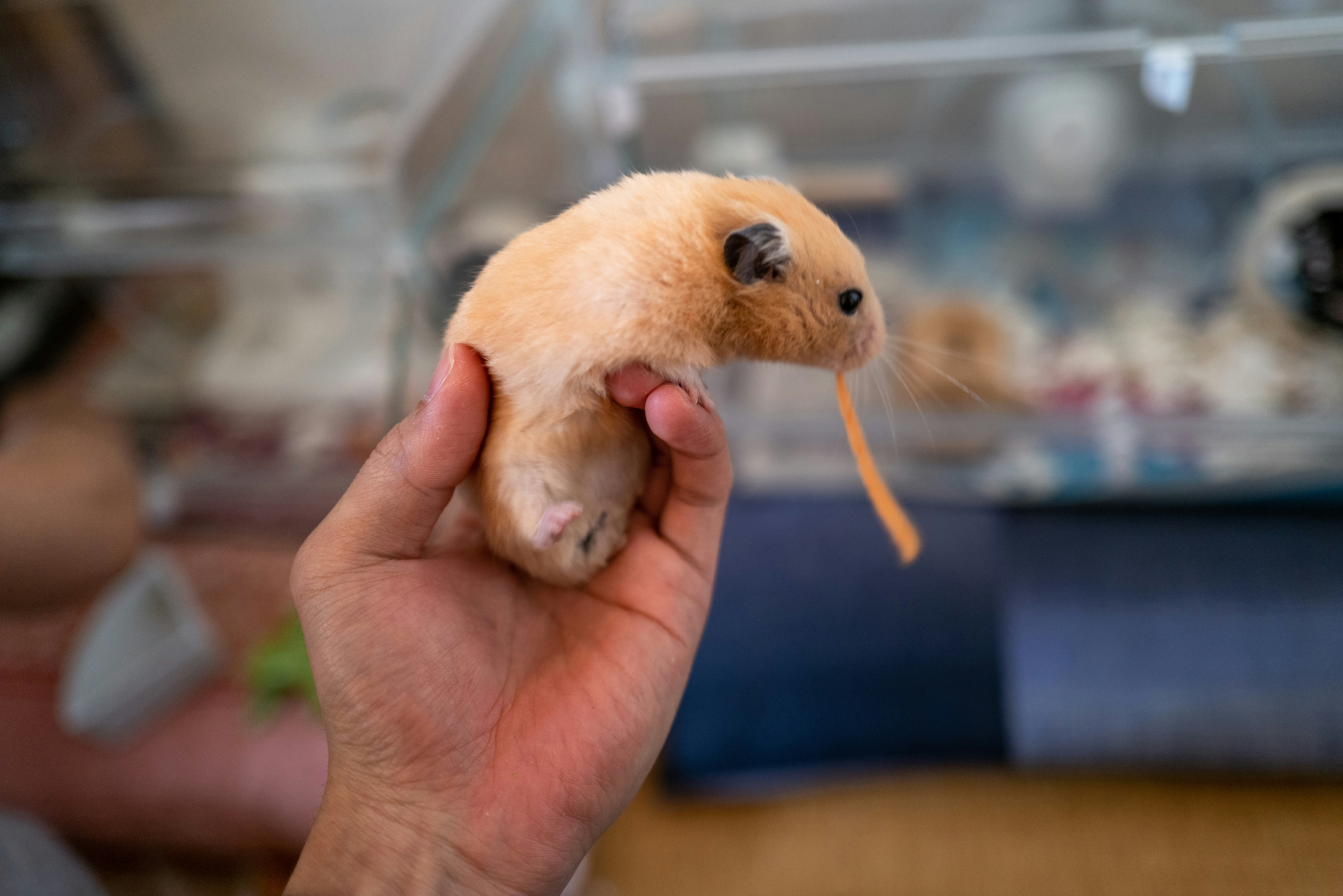 手のひらに抱かれた小さな子犬