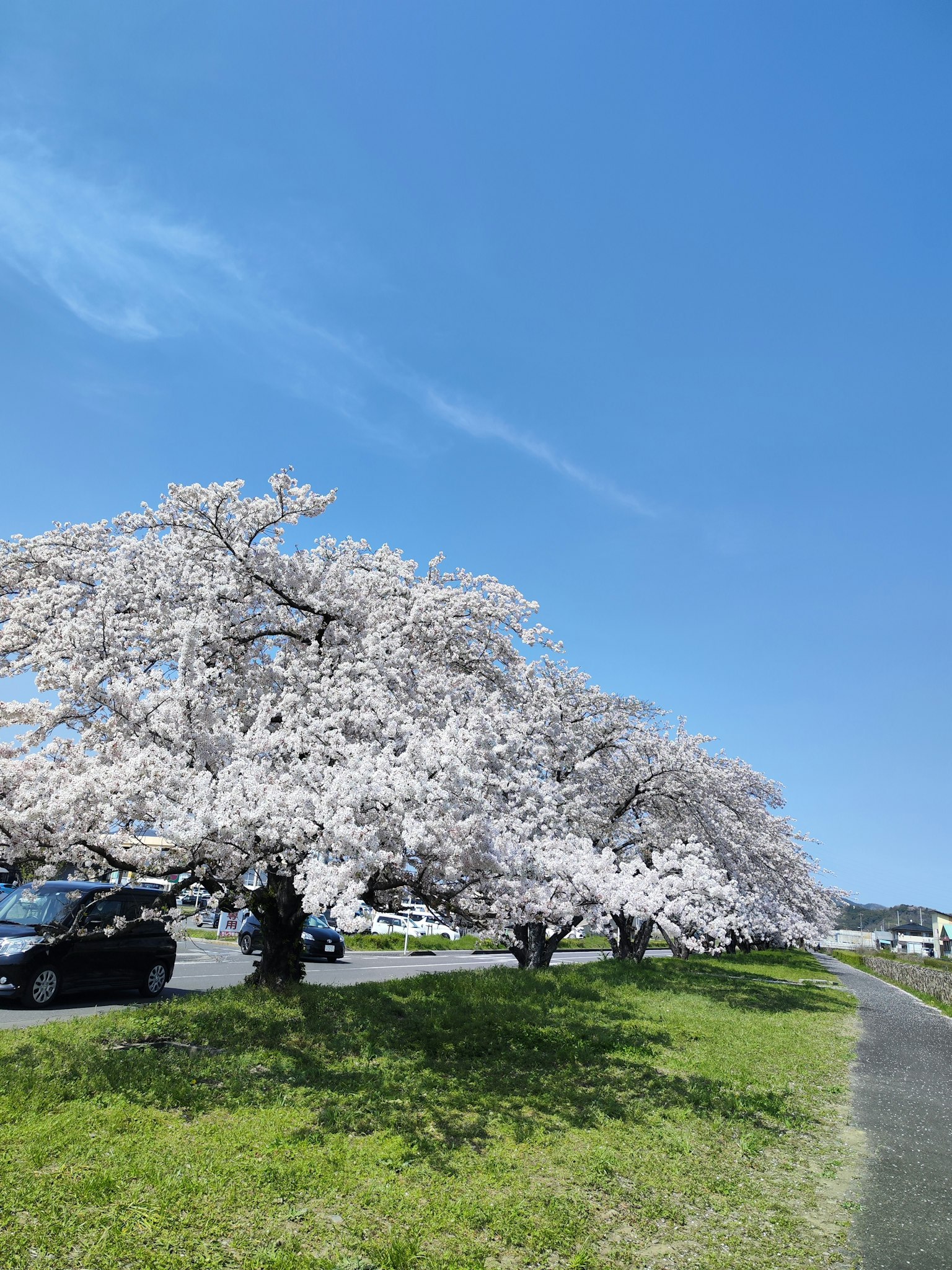 Árboles de cerezo en flor bajo un cielo azul claro