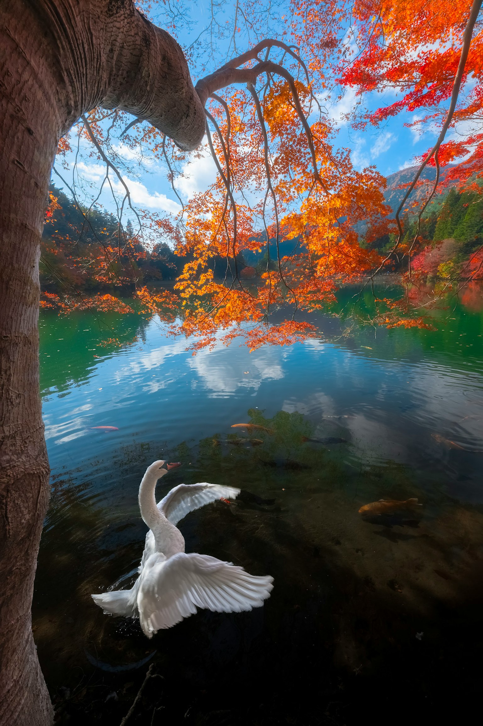 美しい秋の風景に白鳥が水面を泳いでいる様子 赤やオレンジの葉が水に映り込んでいる