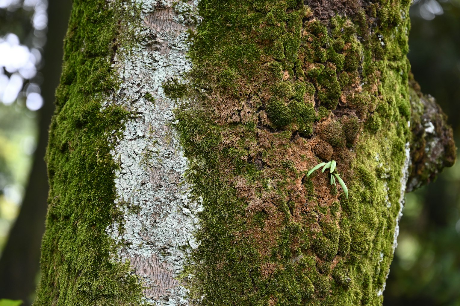 L'immagine mostra un primo piano di un tronco d'albero coperto di muschio che mostra texture di muschio verde e dettagli della corteccia