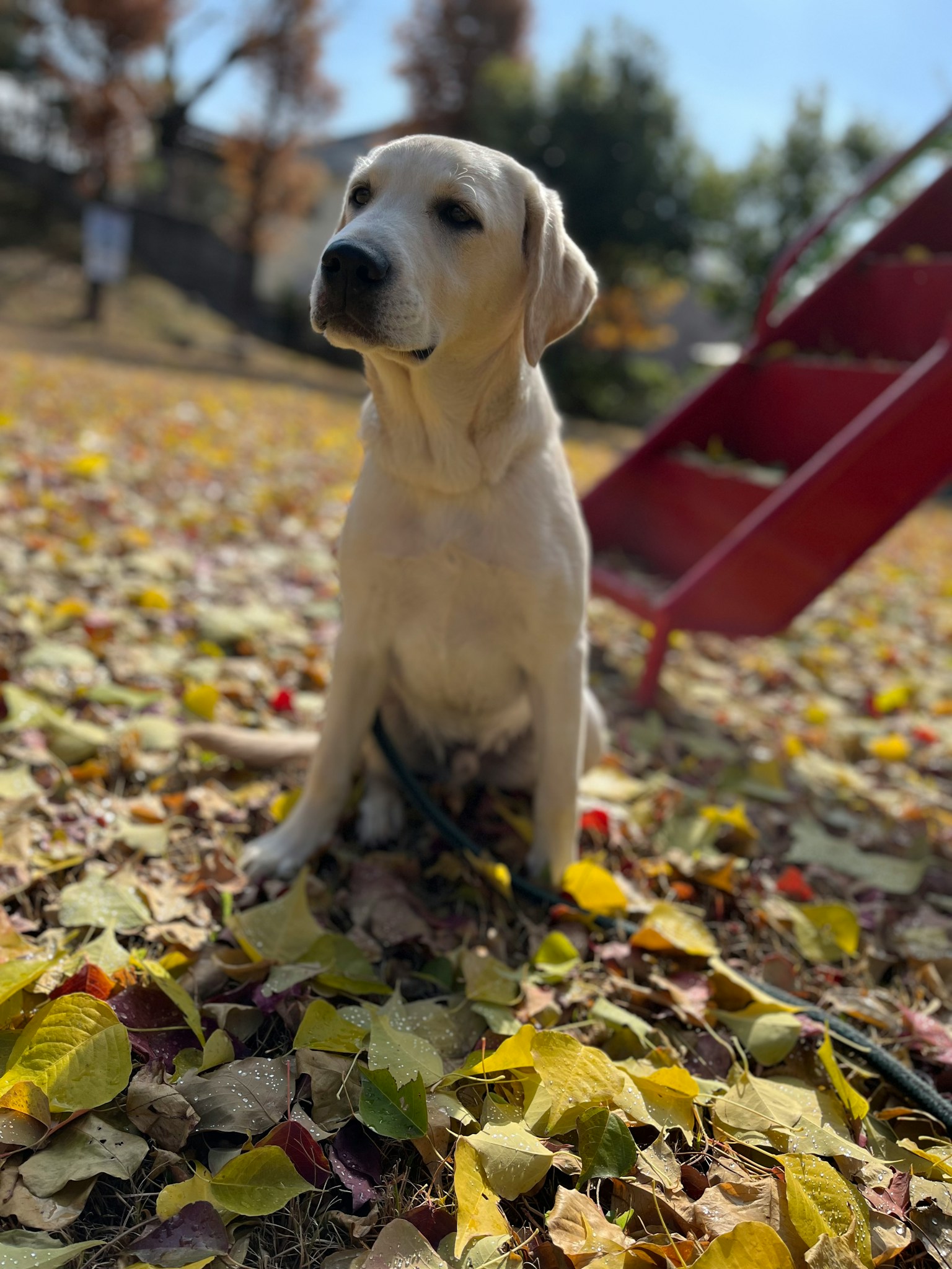 Labrador dog sitting on fallen leaves in a park