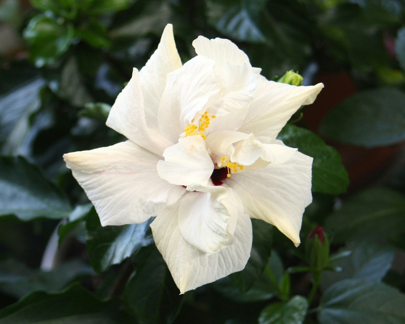 一朵白色的芙蓉花在绿色叶子中盛开