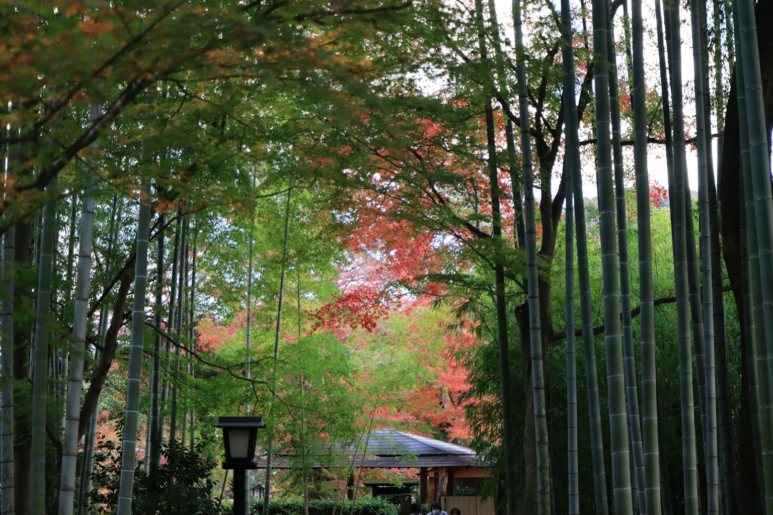 Sendero a través de un bosque de bambú con hojas de otoño coloridas