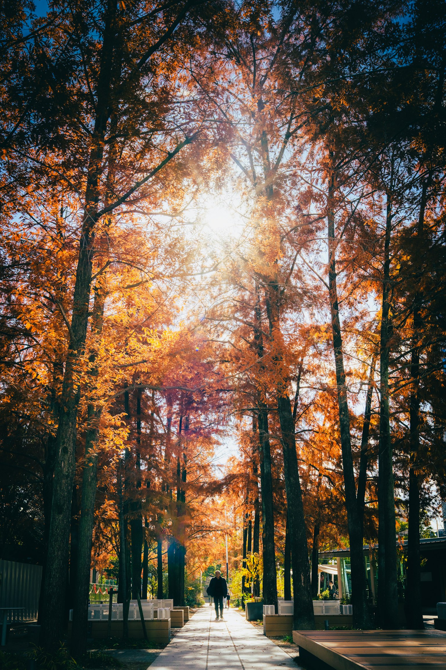 Eine Person, die zwischen Bäumen mit Herbstlaub geht