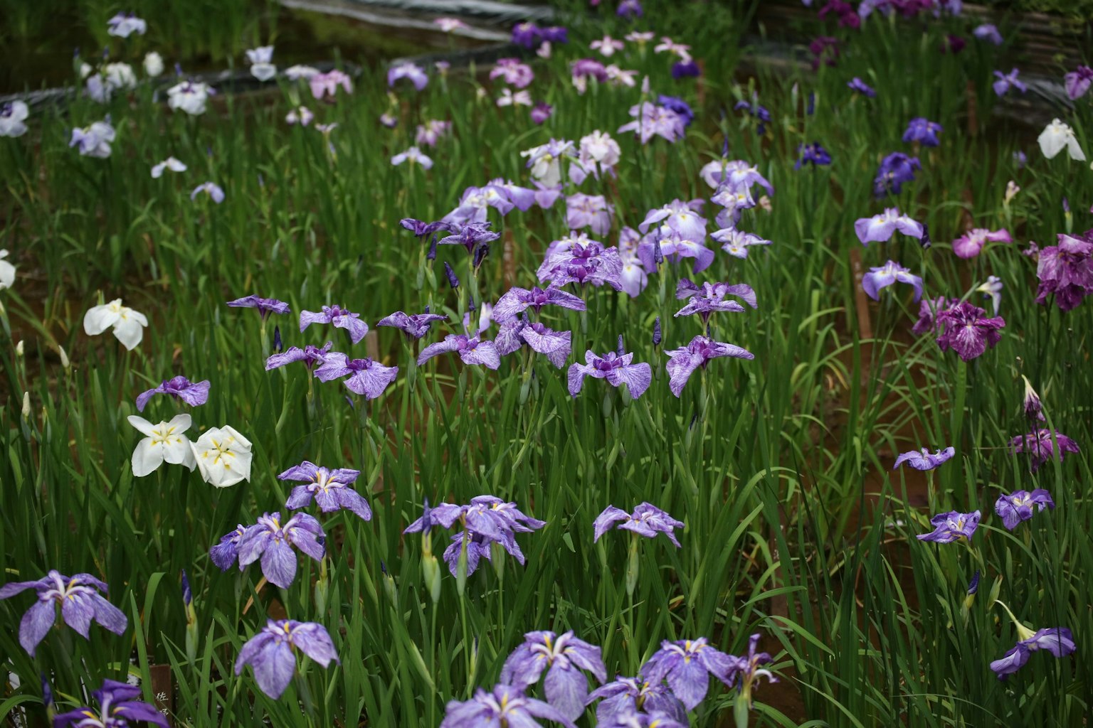 Champ de fleurs violettes et blanches fleurissant dans l'herbe verte