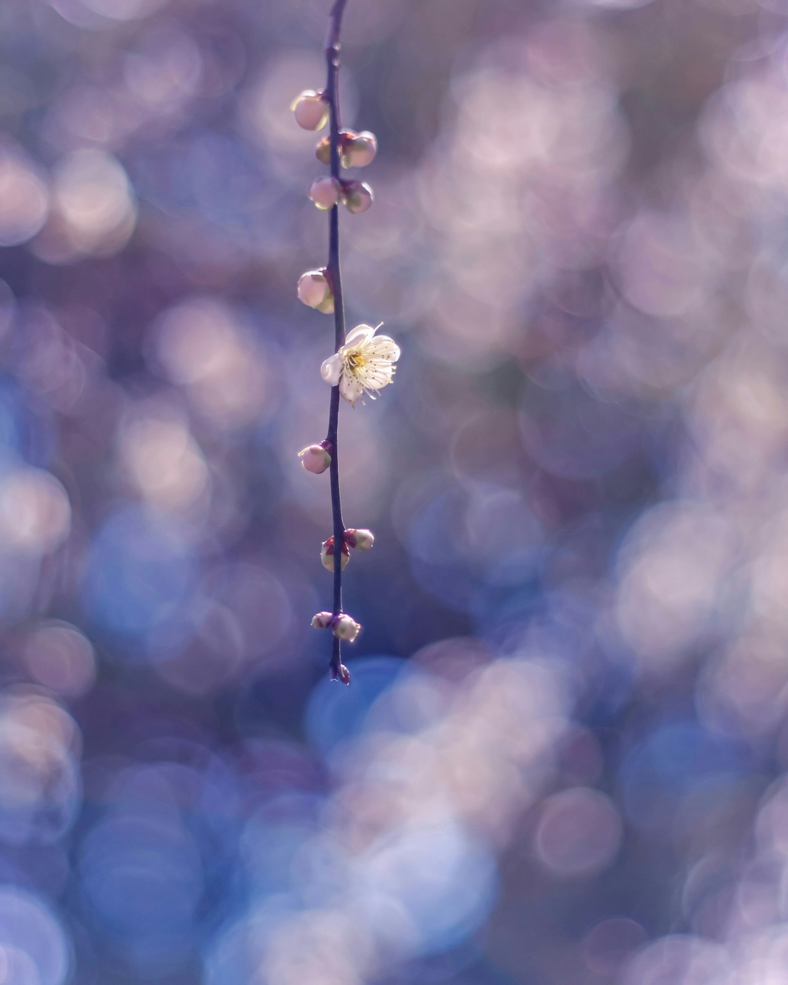 一枝梅花和蕾在柔和的紫色背景前