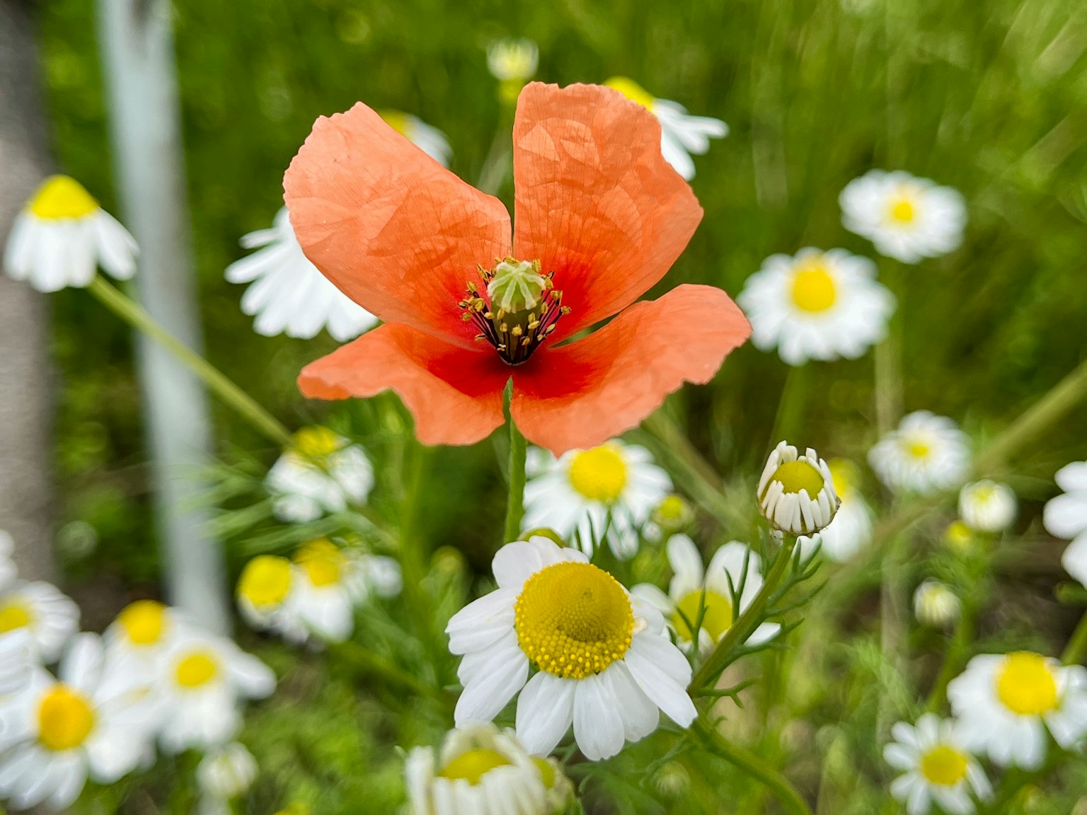 Vibrant orange poppy flower among white daisies in a green field