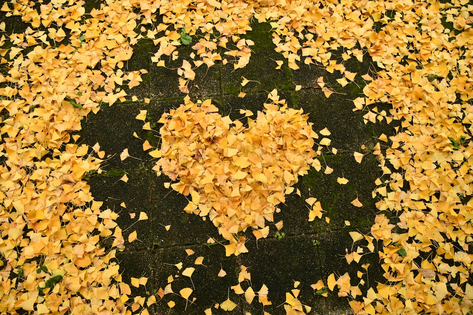 Heart shape made of yellow leaves on the ground