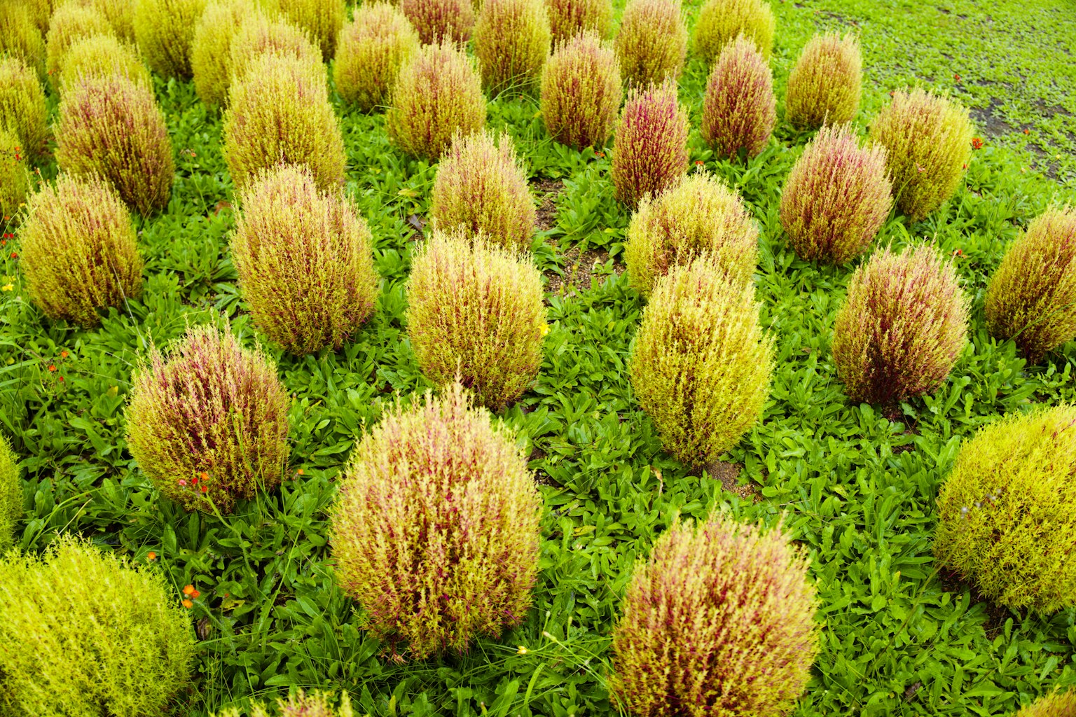 Clusters of yellow and brown grass tufts amidst green grass