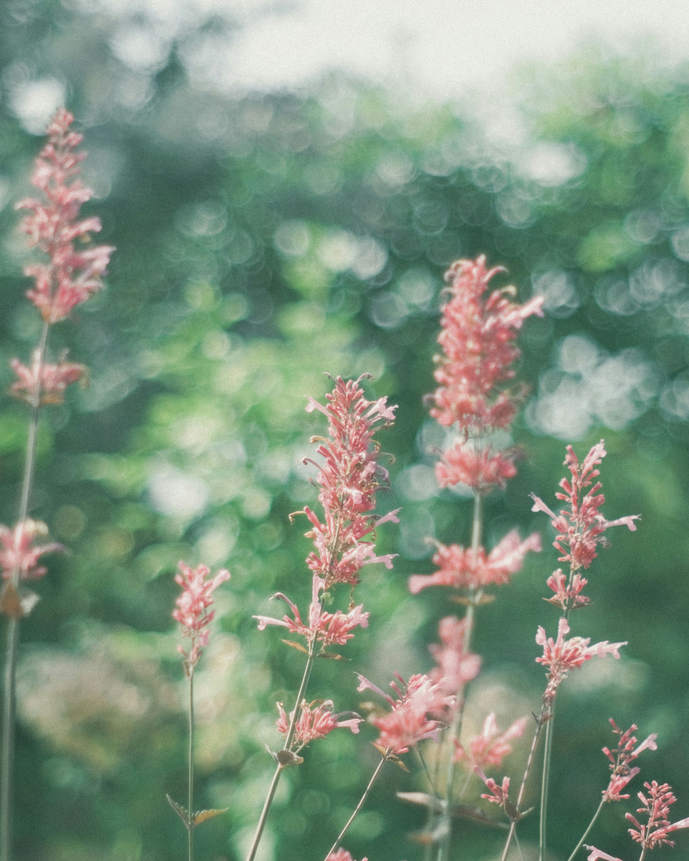 ピンクの花が揺れるボケのある庭の草花