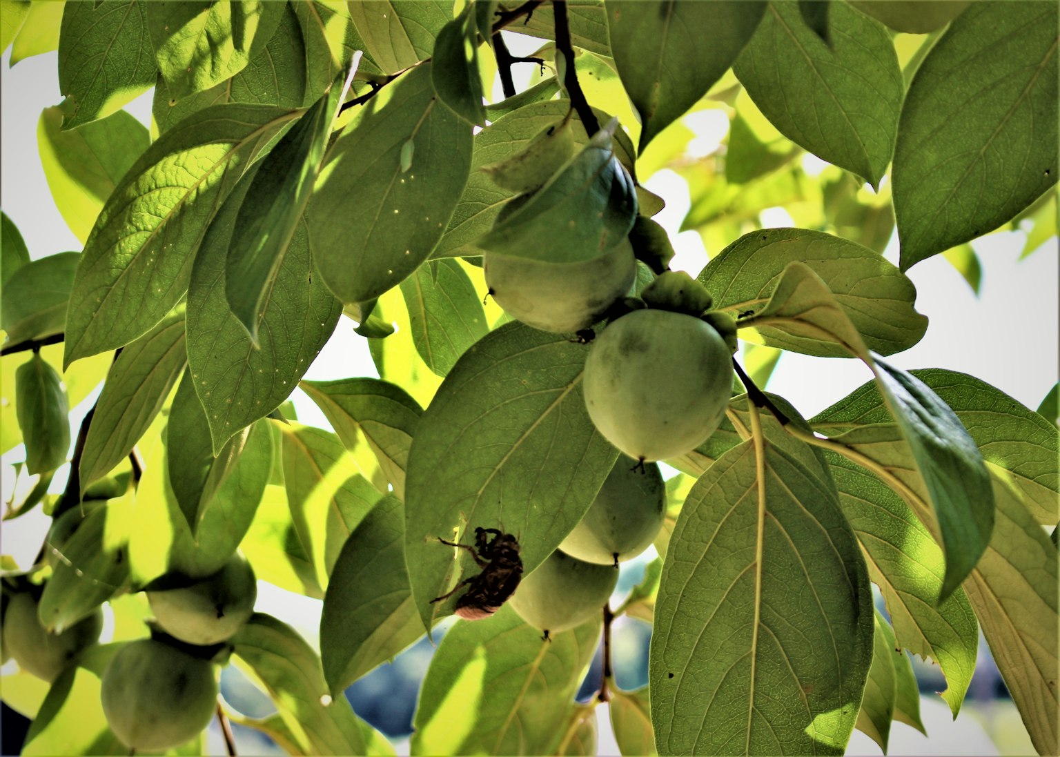 Kedekatan cabang pohon dengan buah hijau dan daun