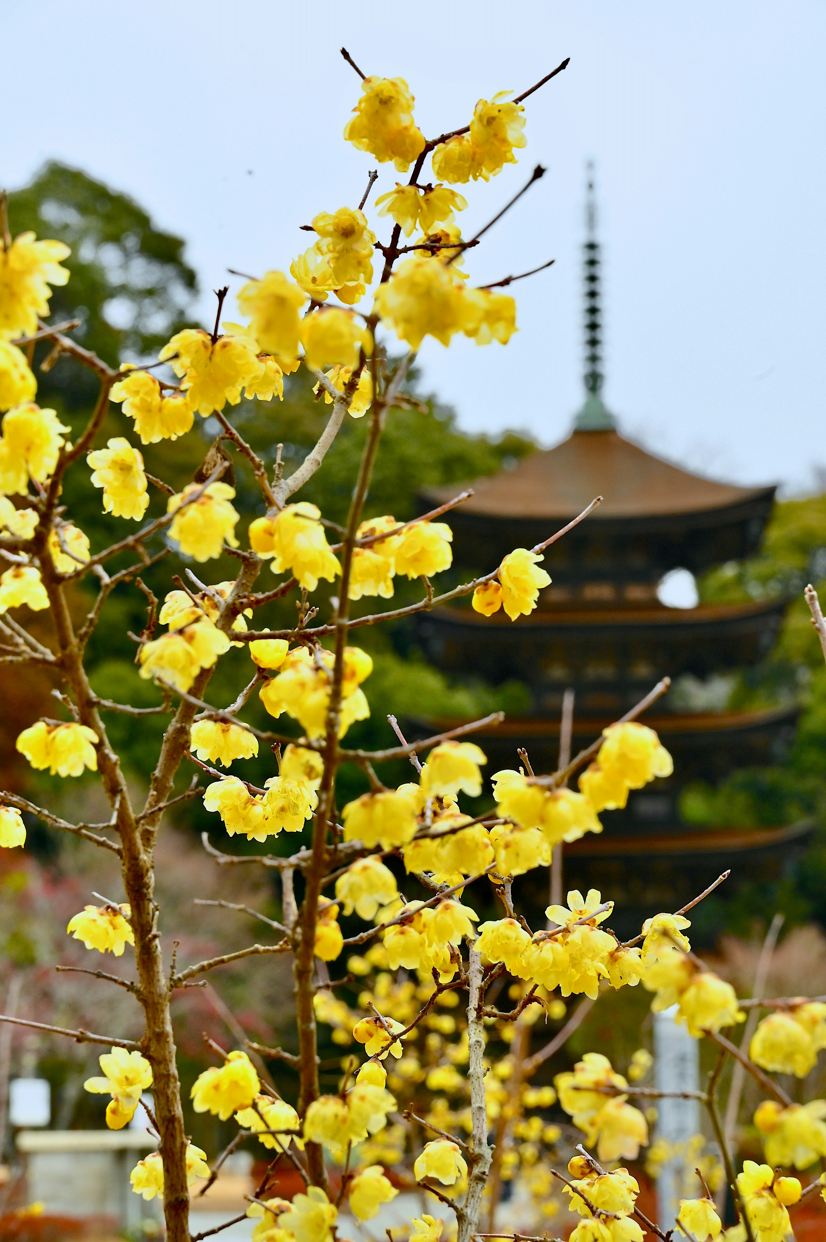 黄色い花が咲く庭の木と寺院風の建物