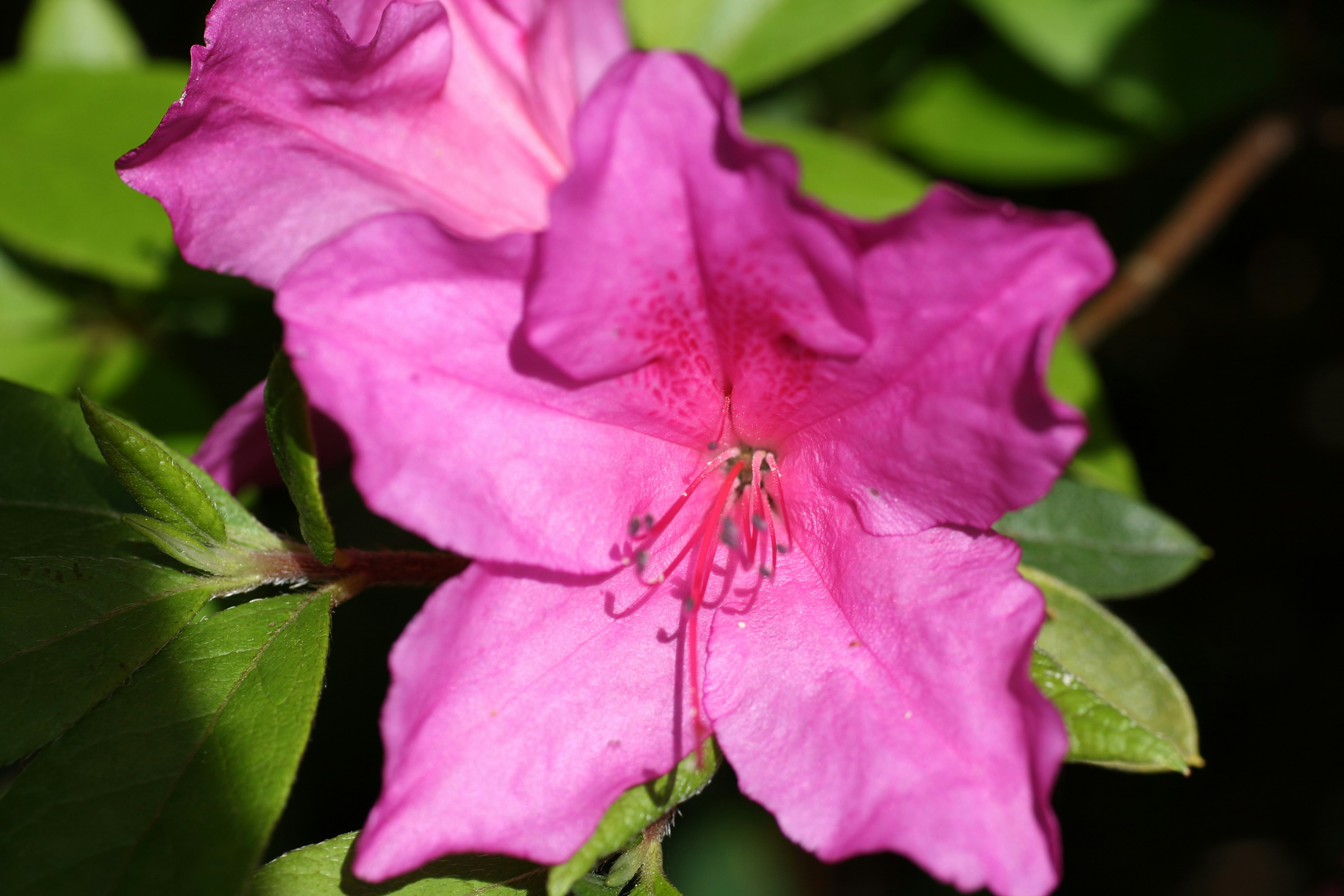 ピンクのツツジの花と葉のクローズアップ