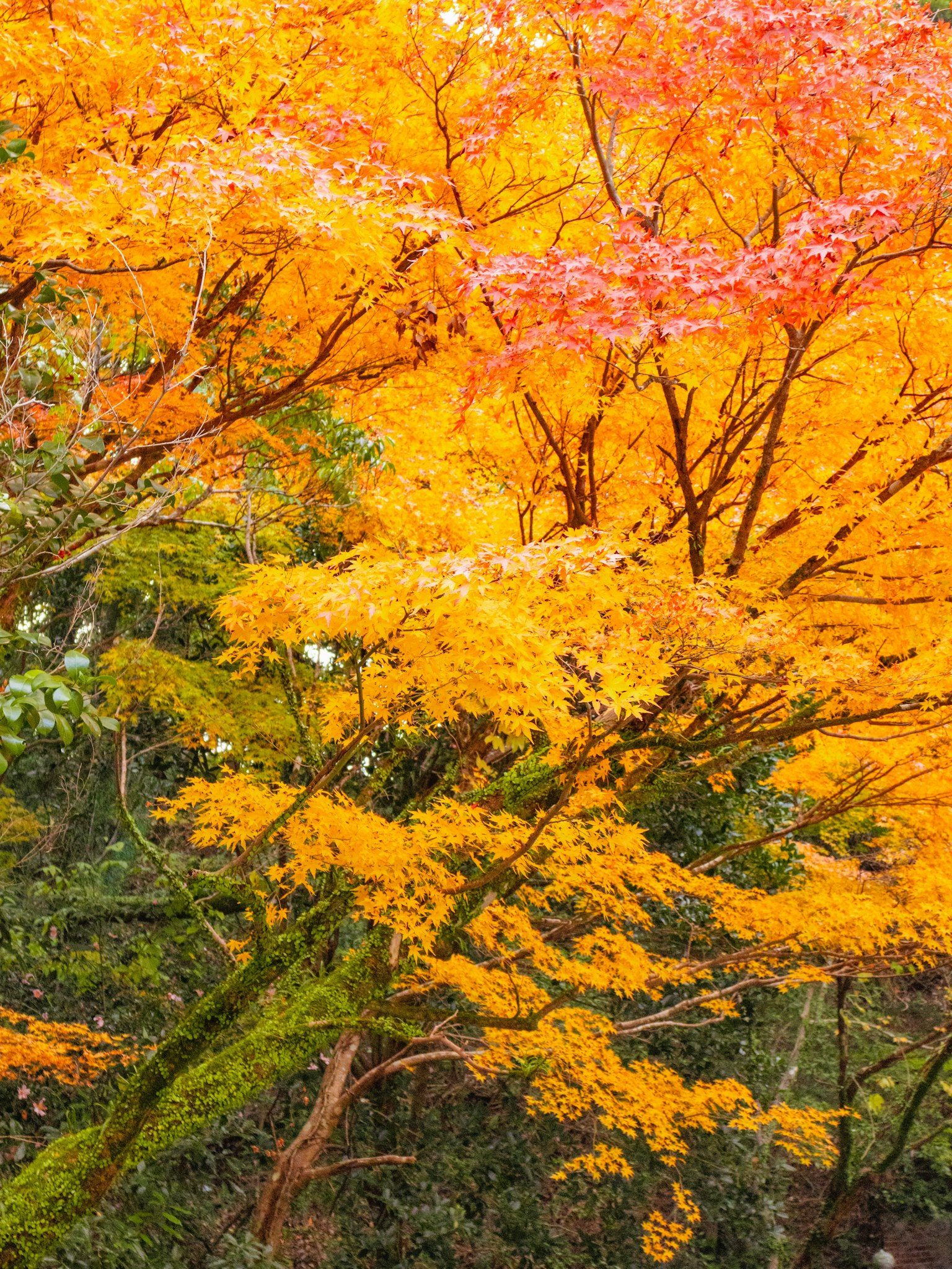 Feuilles d'automne vibrantes orange et rouge sur des arbres luxuriants
