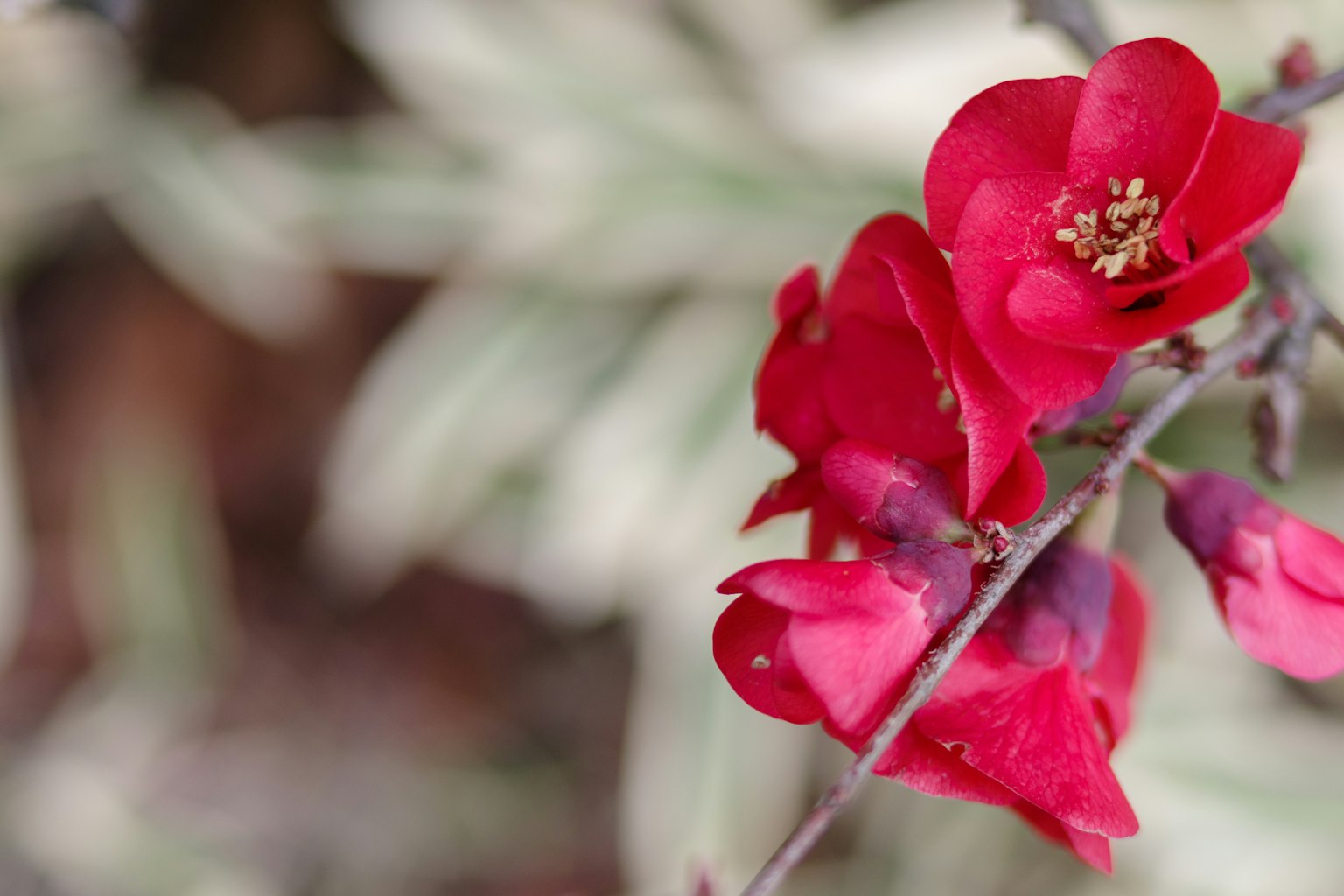 Primo piano di fiori rossi vivaci con fogliame verde