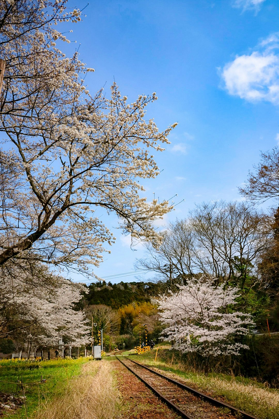桜並木の続く線路と青空の春景色
