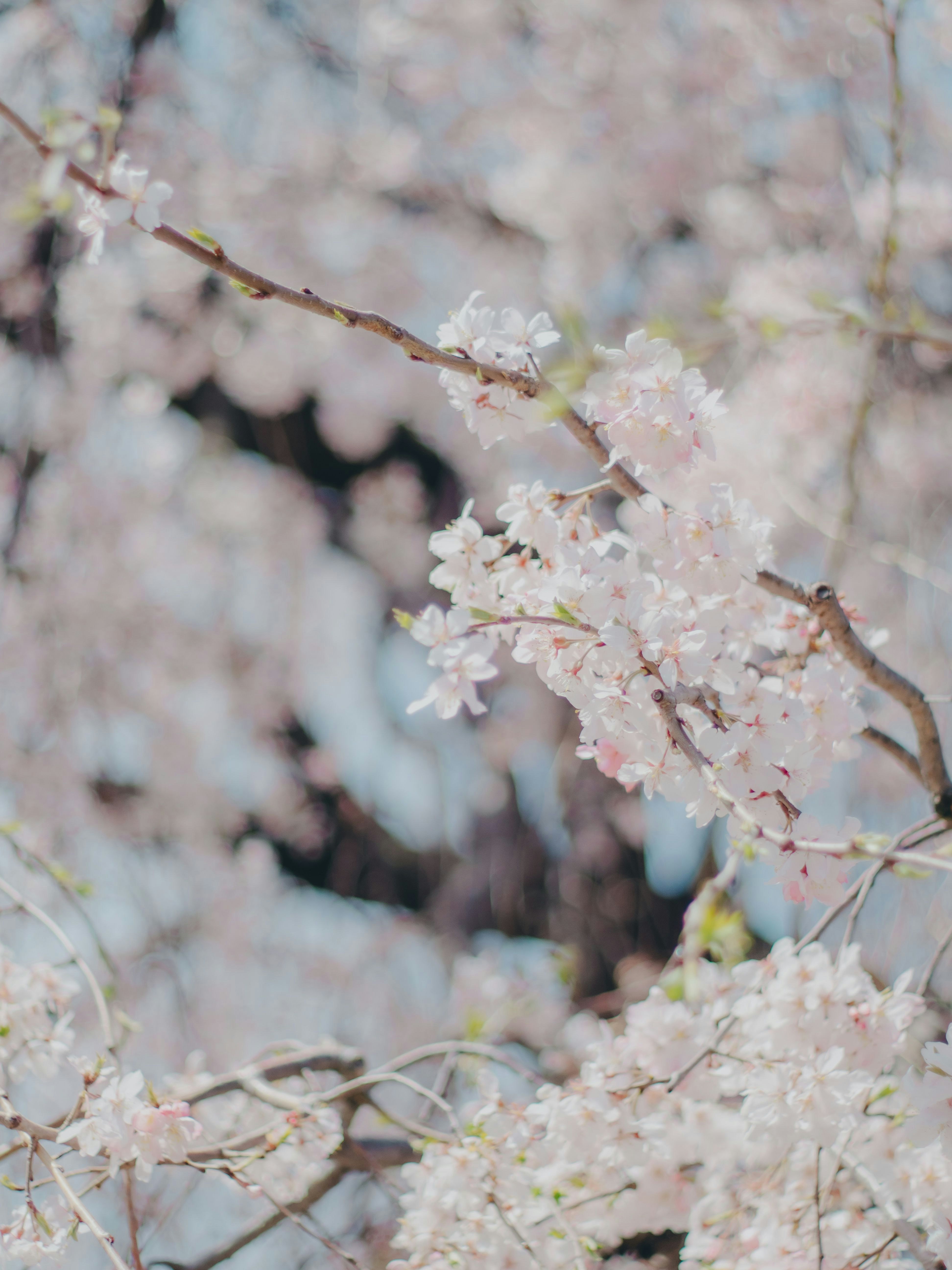 桜の花が枝に咲く春の背景