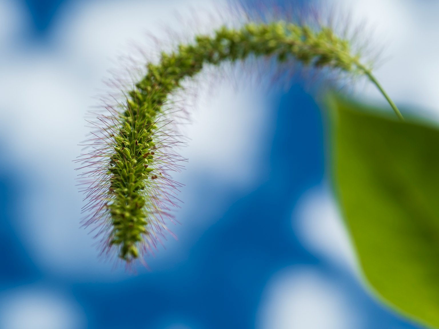 Partie de plante allongée verte sur fond de ciel bleu