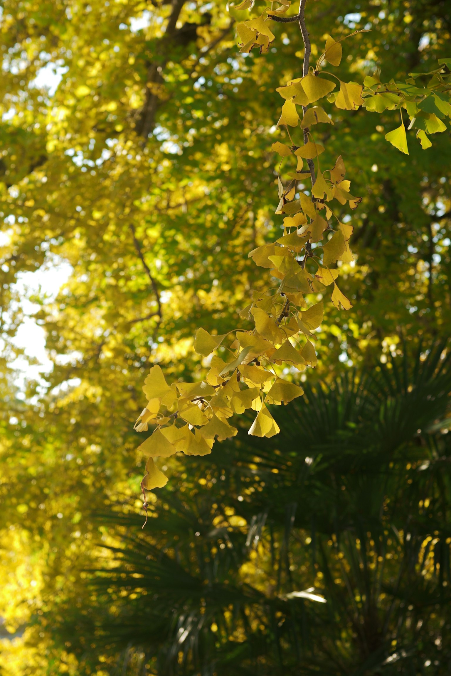 黄色いイチョウの葉が光を浴びている風景