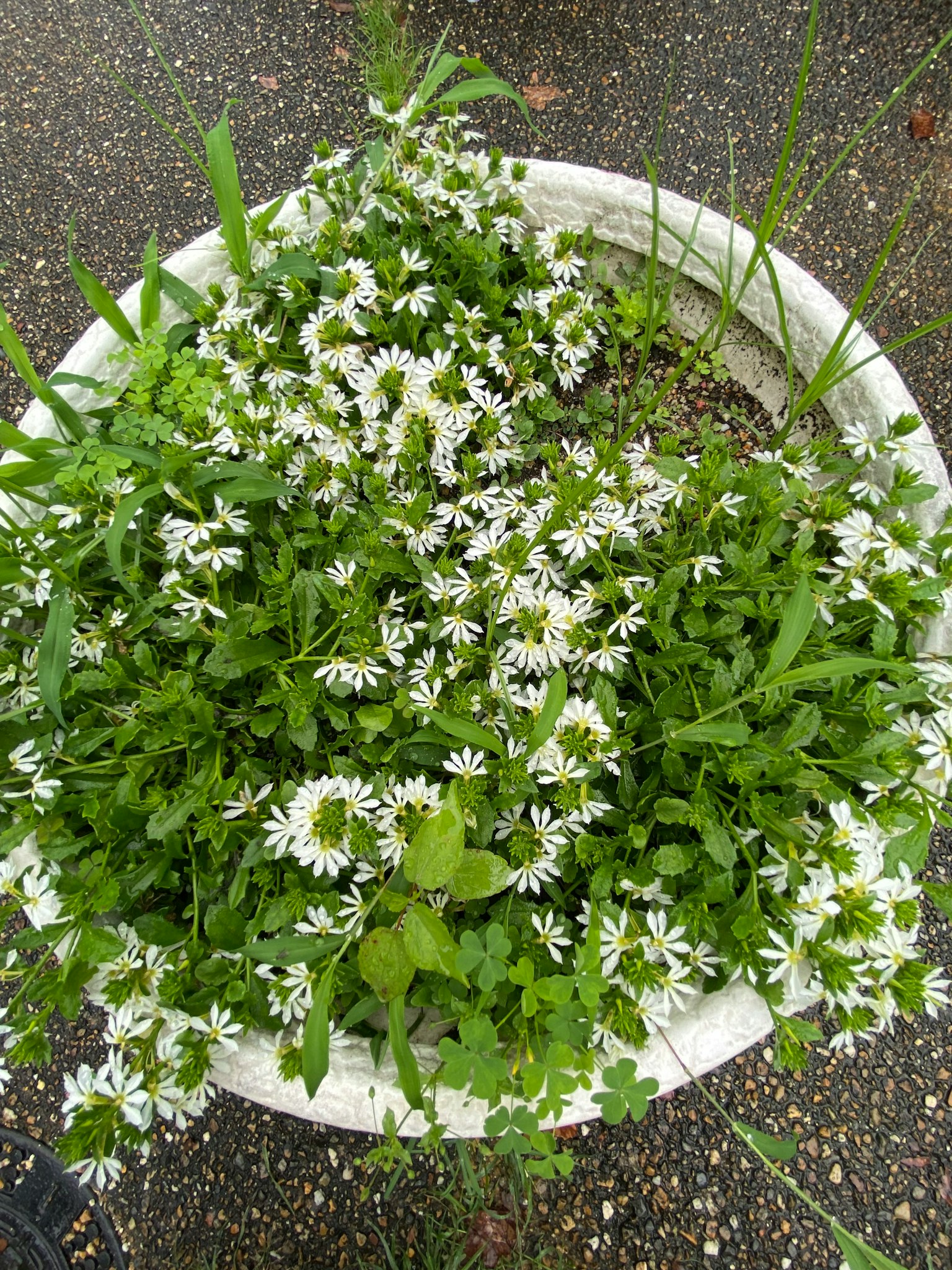 一个装满郁郁葱葱绿色叶子和小白花的花盆