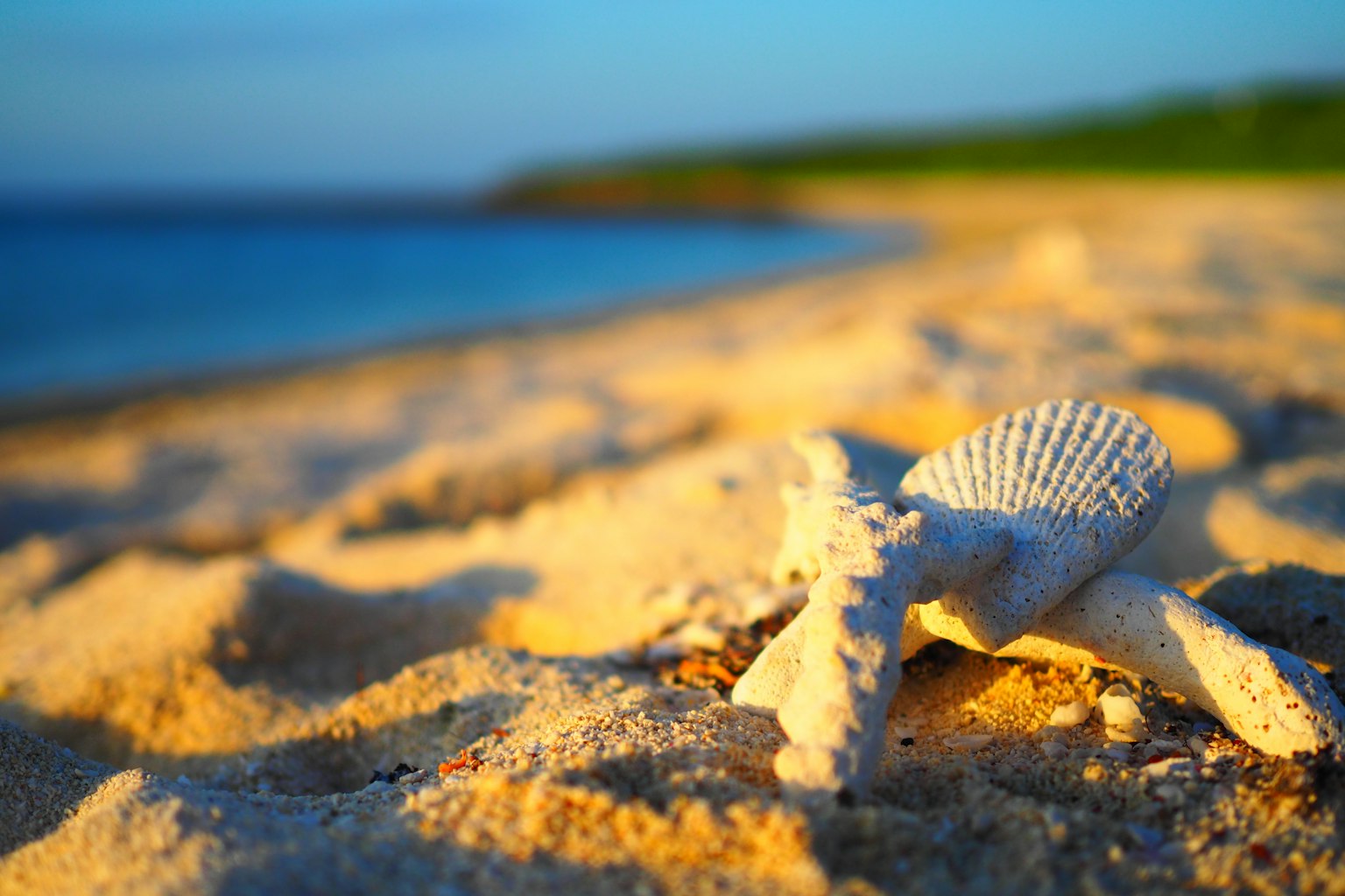 White seashell on sandy beach with blue ocean