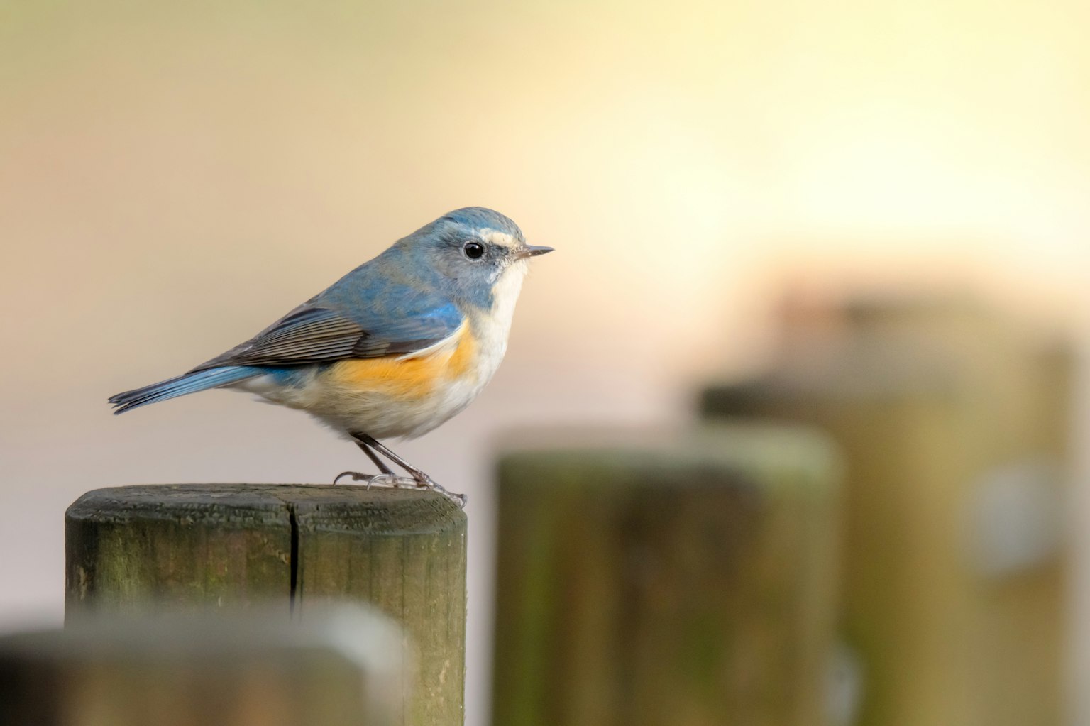 Un piccolo uccello con piume blu e una pancia arancione appollaiato su un palo di legno