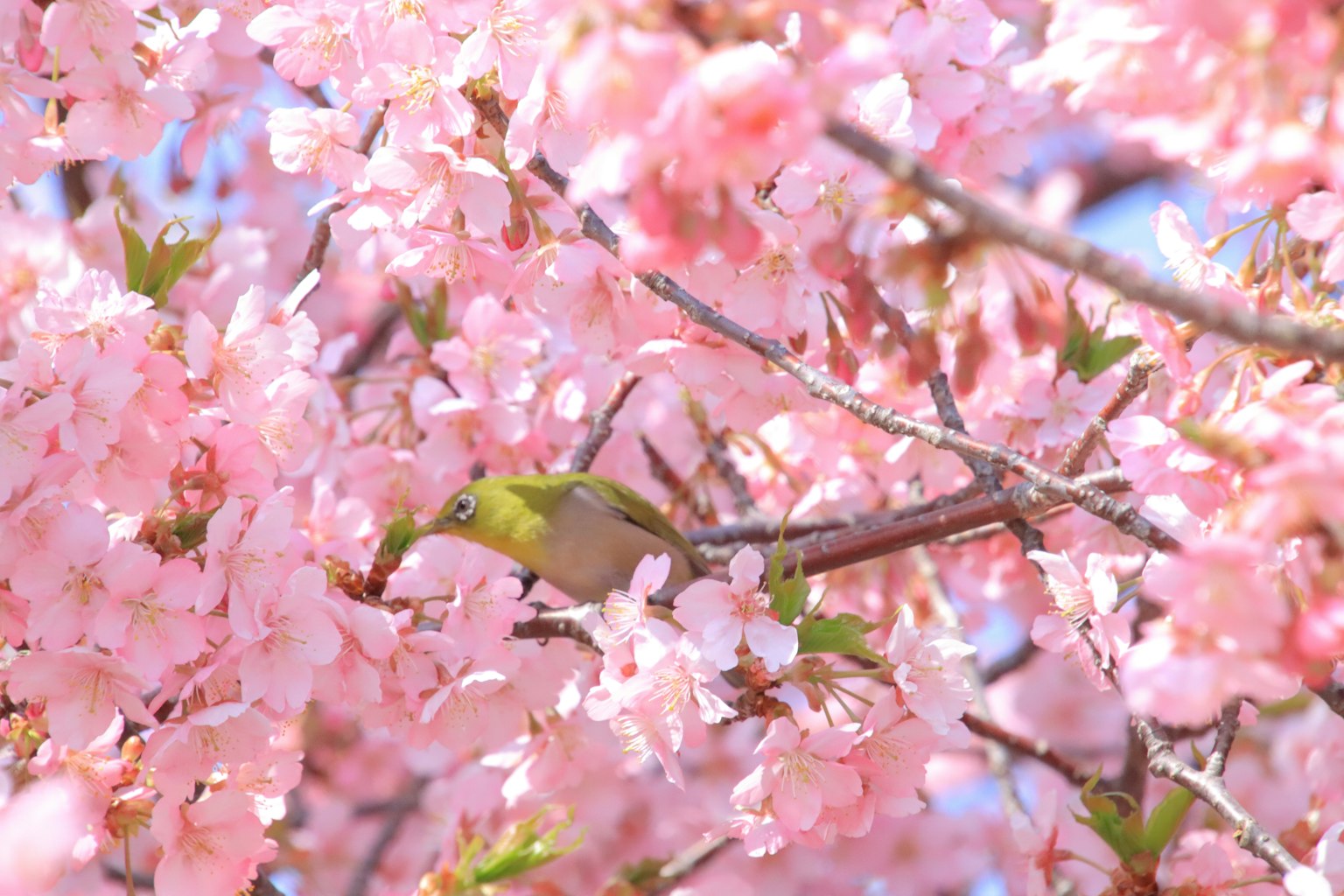 Un petit oiseau parmi des fleurs de cerisier roses