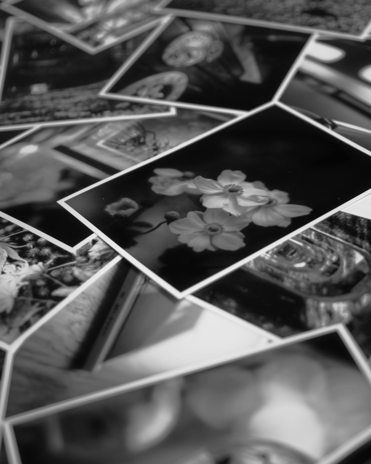 Une collection de photographies en noir et blanc se chevauchant avec une image frappante de fleurs