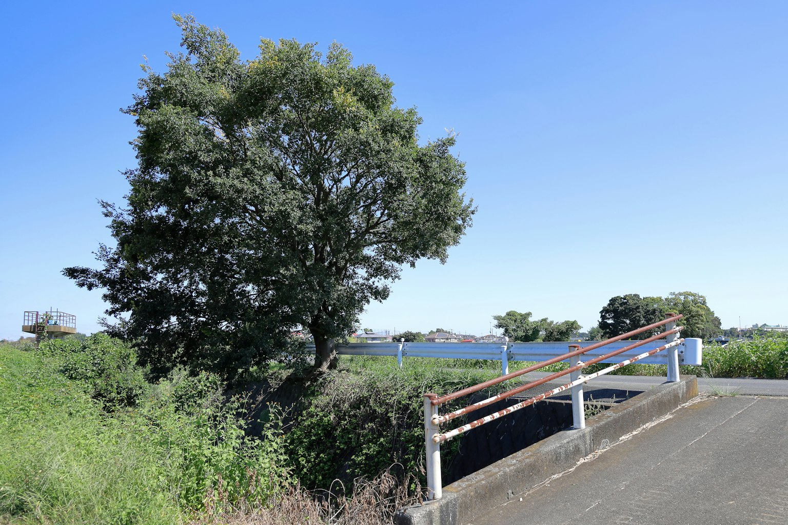 Paesaggio con un grande albero e un ponte sotto un cielo blu
