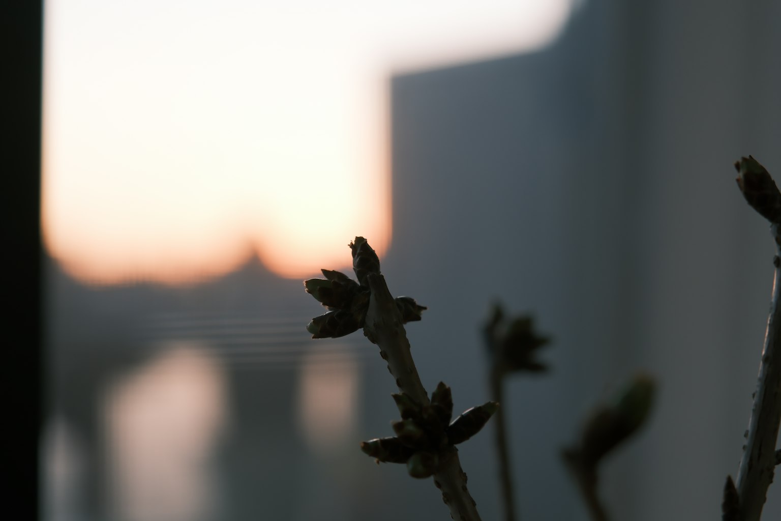 Gros plan de boutons de fleurs avec un arrière-plan de coucher de soleil flou