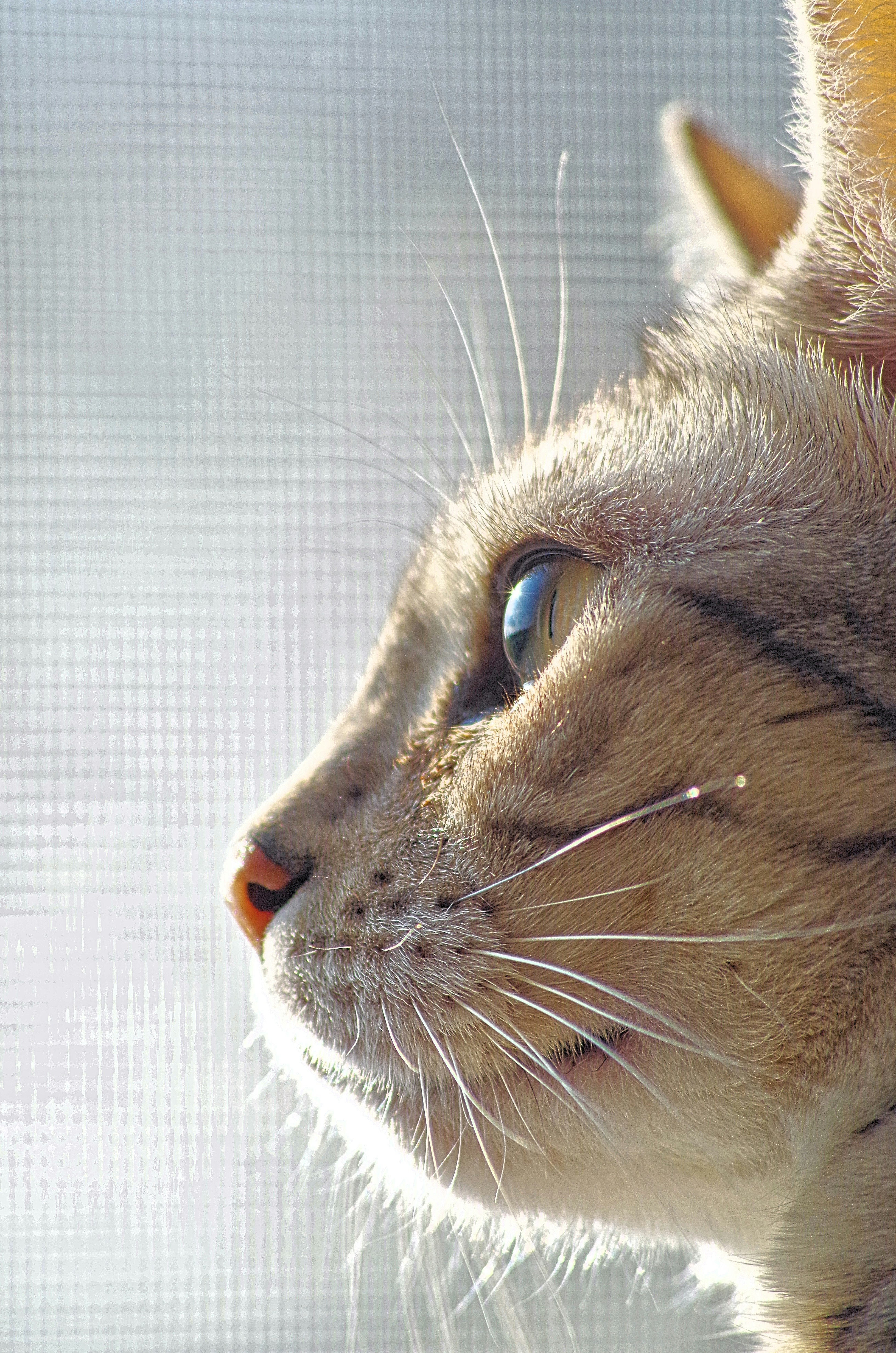 横顔の猫のアップ