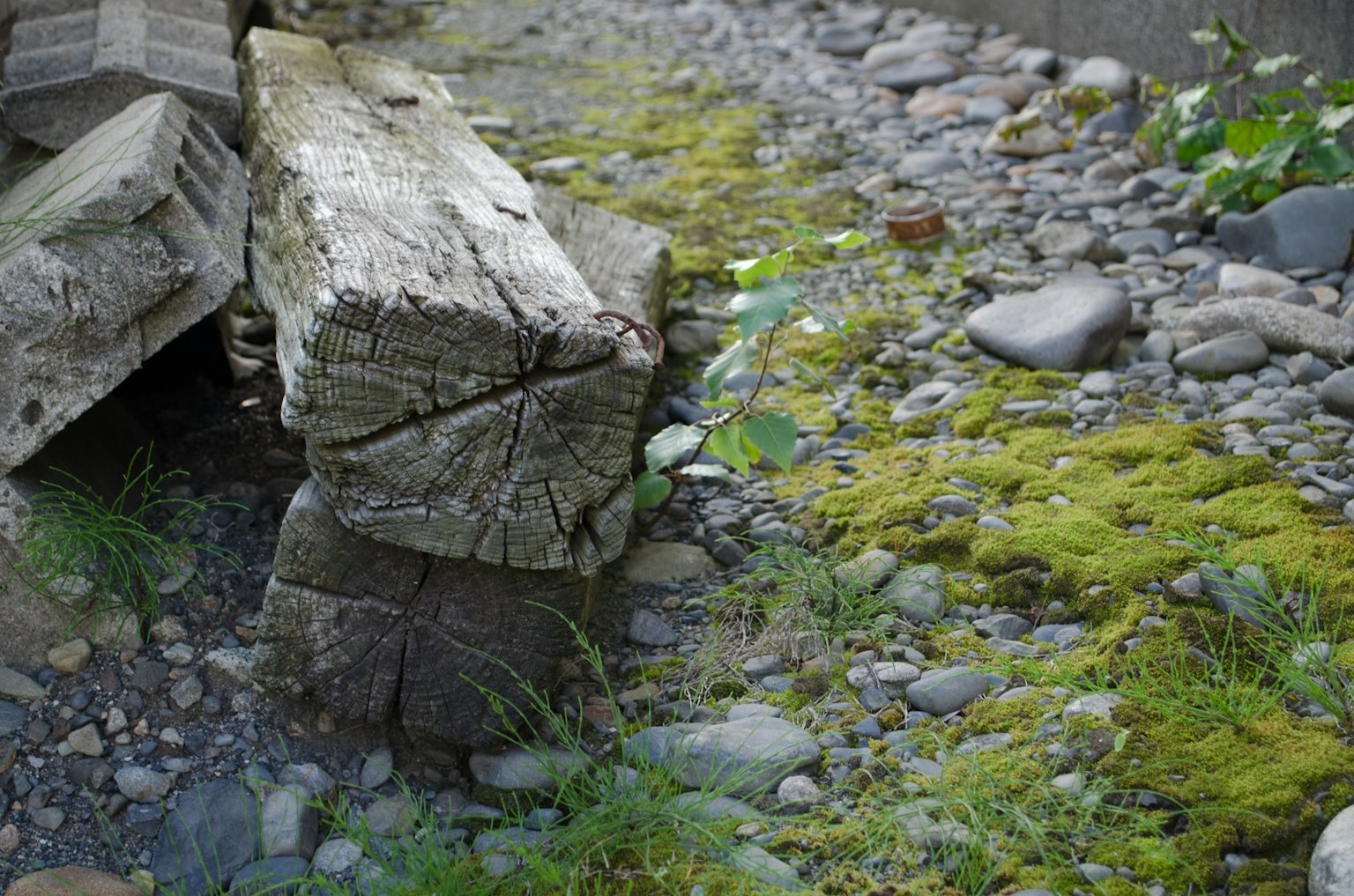 Natürliche Landschaft mit moosbedeckten Steinen und Holzstämmen