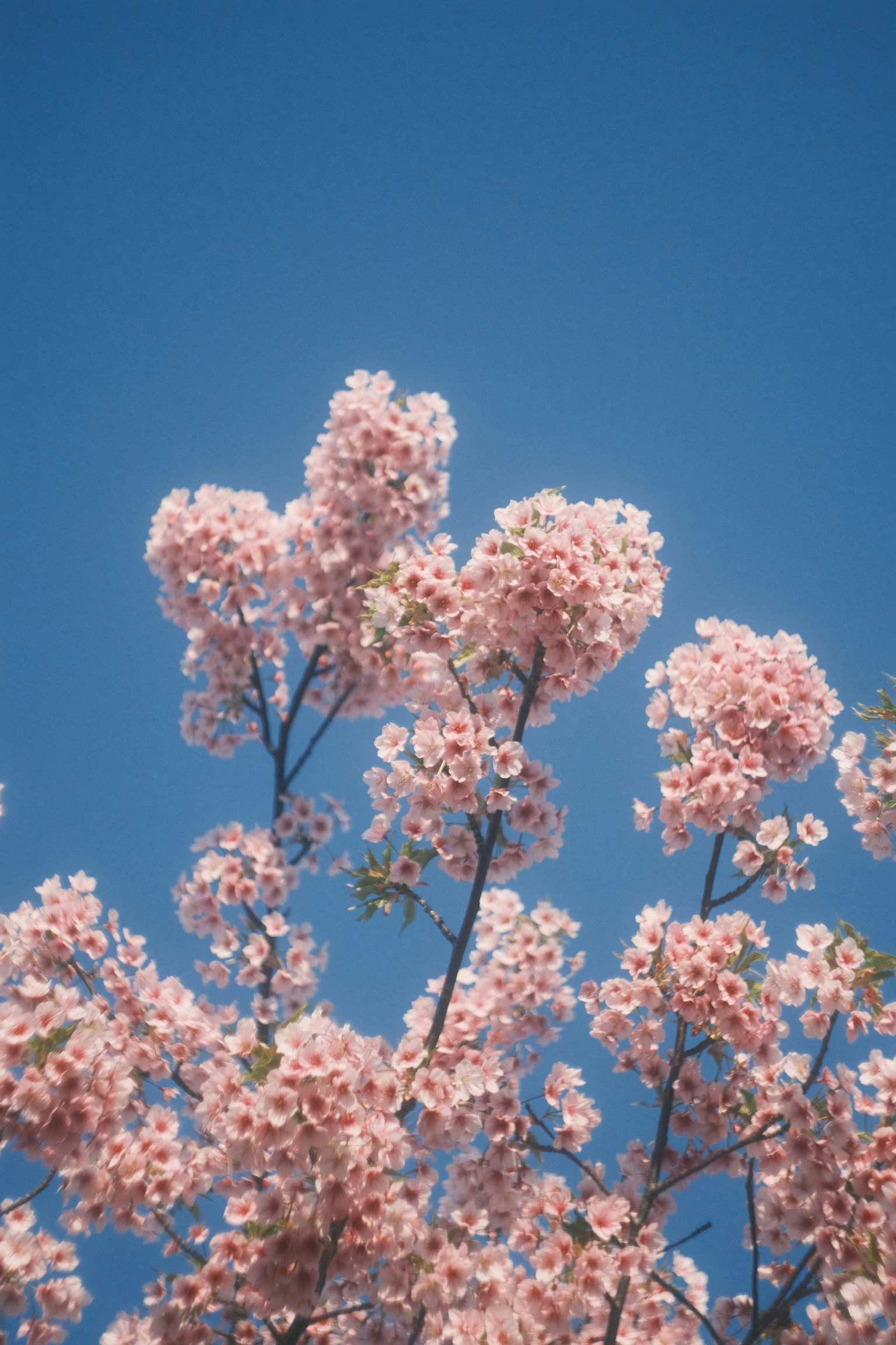 Rami di fiori di ciliegio rosa sotto un cielo blu