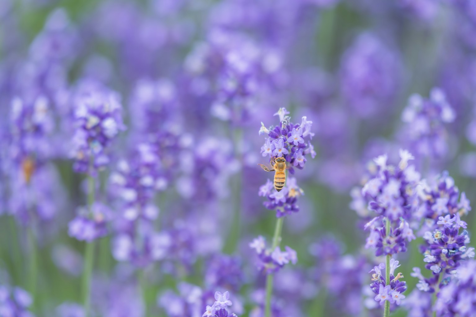 Pemandangan indah bunga lavender ungu dengan seekor lebah