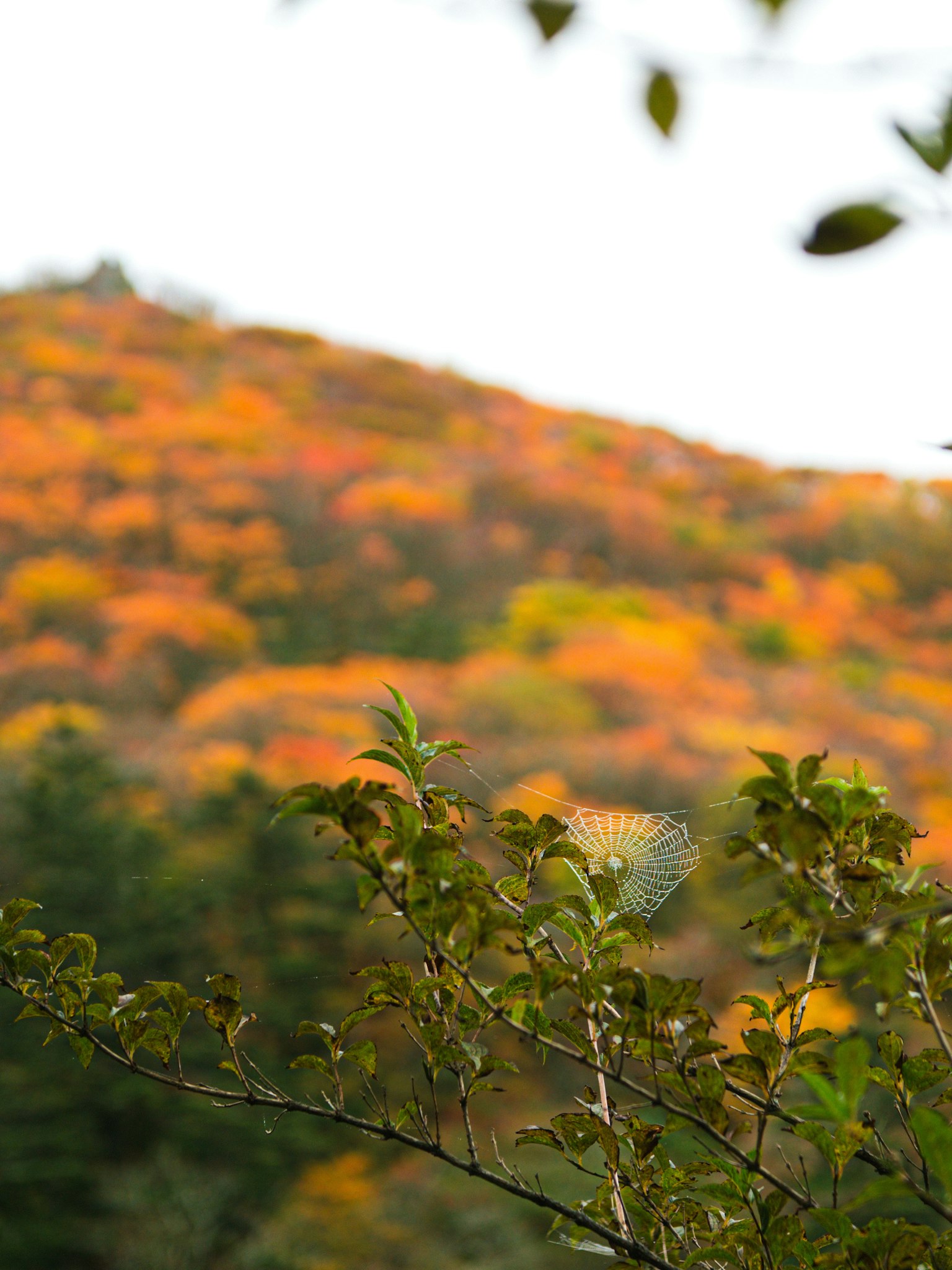 秋の色彩に包まれた山の風景と前景の緑の葉