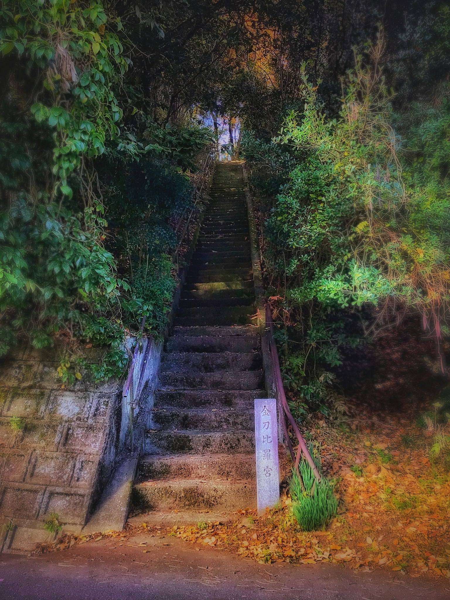 被郁郁葱葱的绿色植物包围的石阶风景