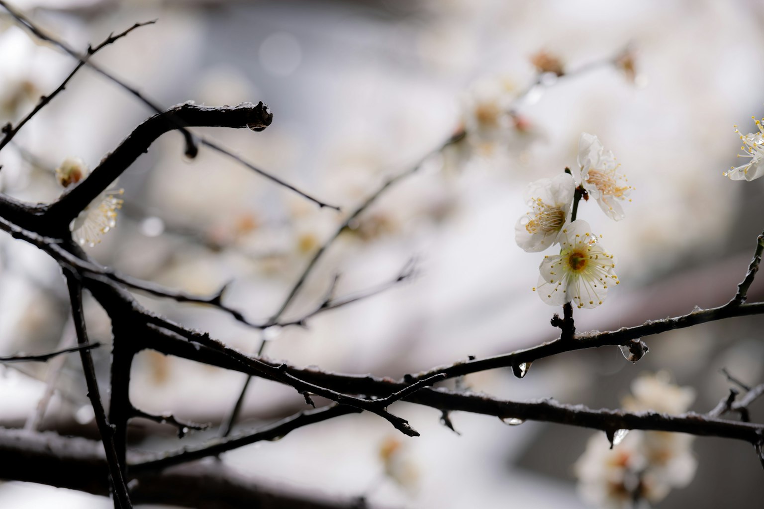 Flores blancas delicadas en ramas delgadas adornadas con gotas de lluvia