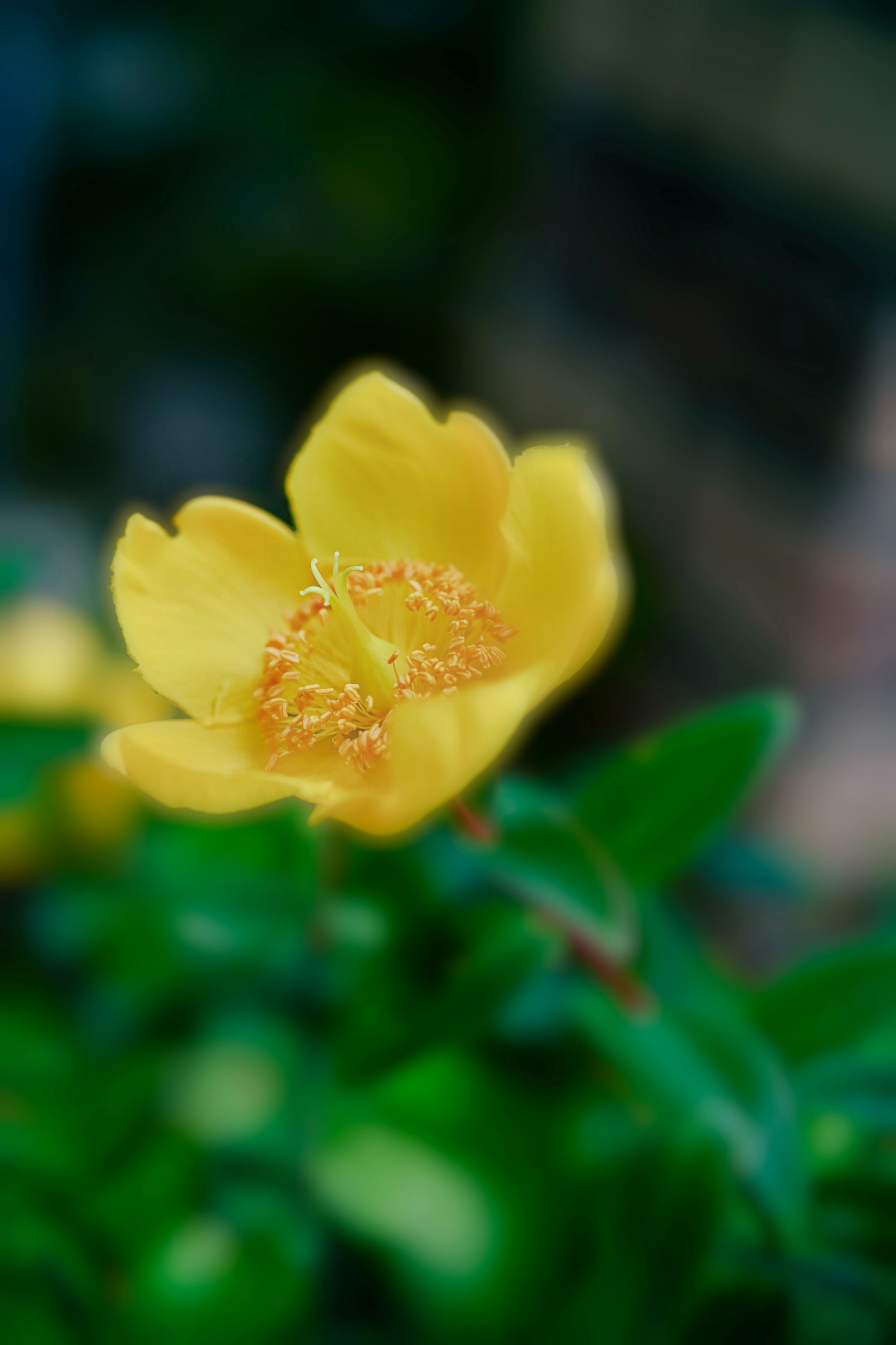Un fiore giallo vivace che sboccia tra le foglie verdi