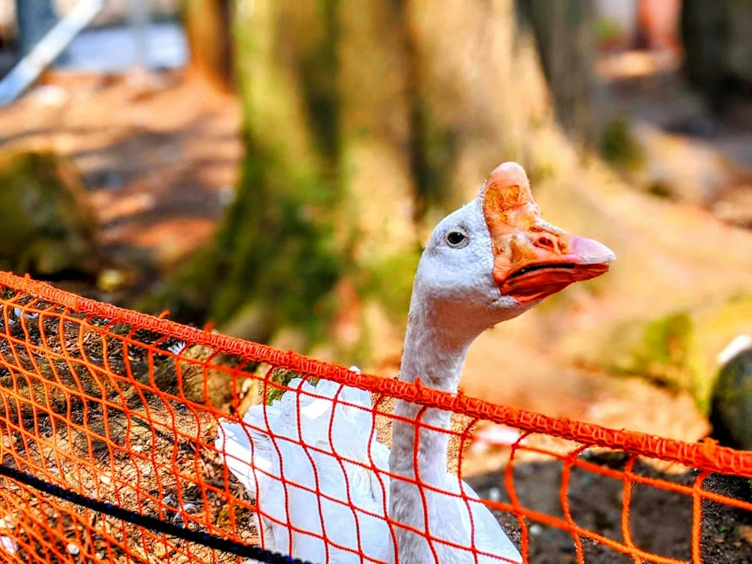 Primo piano di un'oca bianca con una rete arancione in primo piano e alberi sullo sfondo