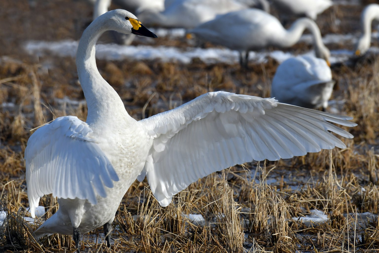 Un cisne desplegando sus alas con otros cisnes al fondo