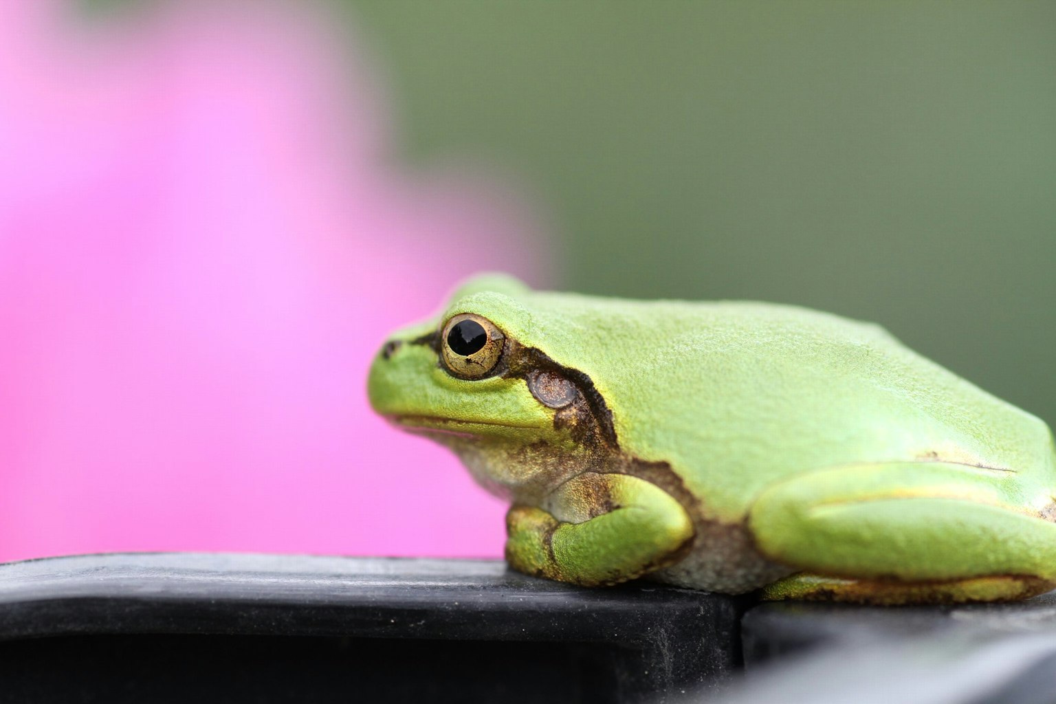 Ein grüner Frosch ruht auf einer schwarzen Oberfläche mit einer rosa Blume im Hintergrund