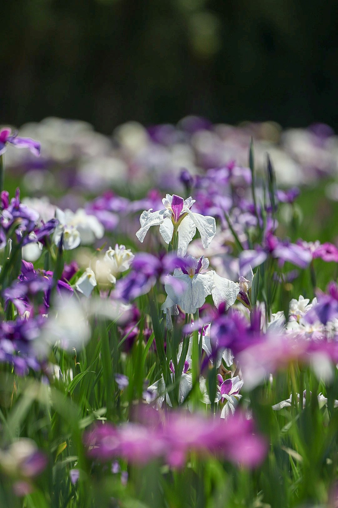 Blumenfeld mit violetten und weißen Blüten