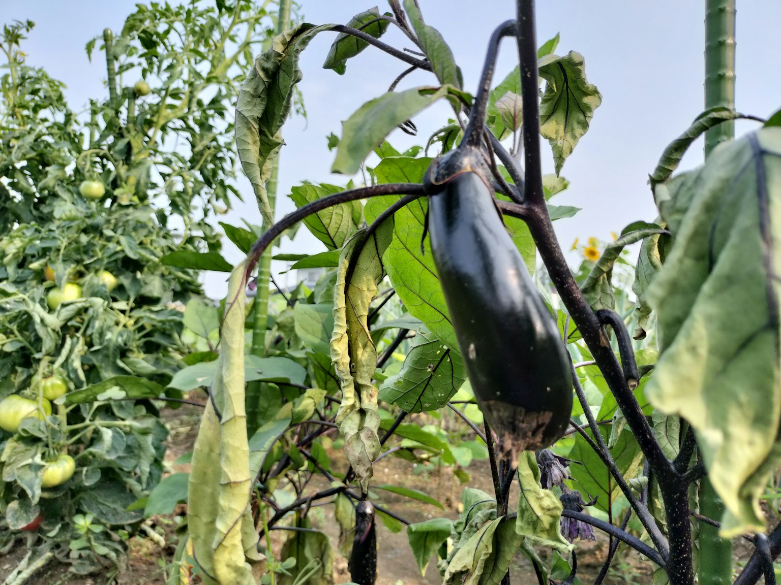 Eine schwarze Aubergine umgeben von grünen Blättern auf einem Feld
