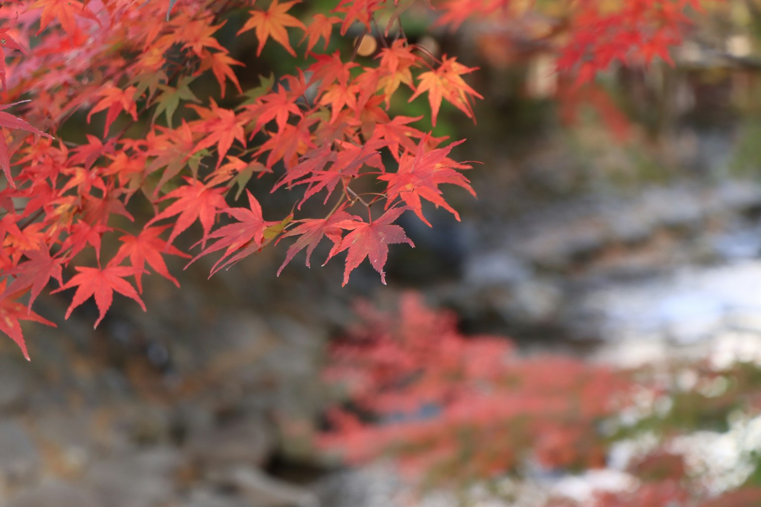 Feuilles d'érable rouges vibrantes près d'un ruisseau