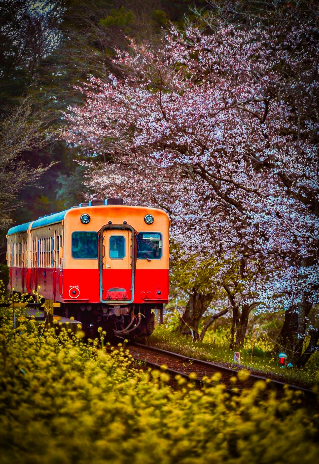 chapa918 | cizucu