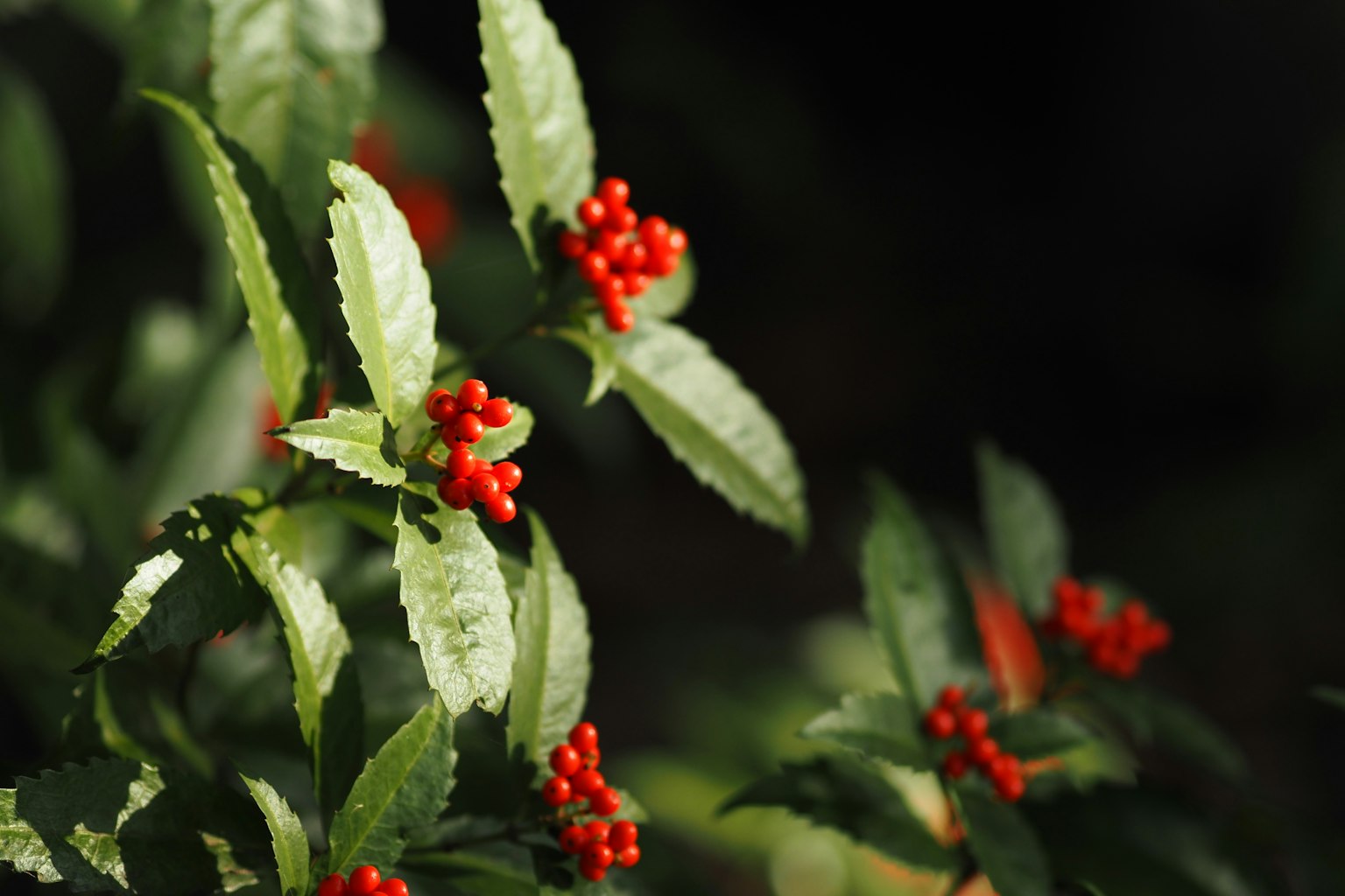 Contrast of green leaves and red berries illuminated by light