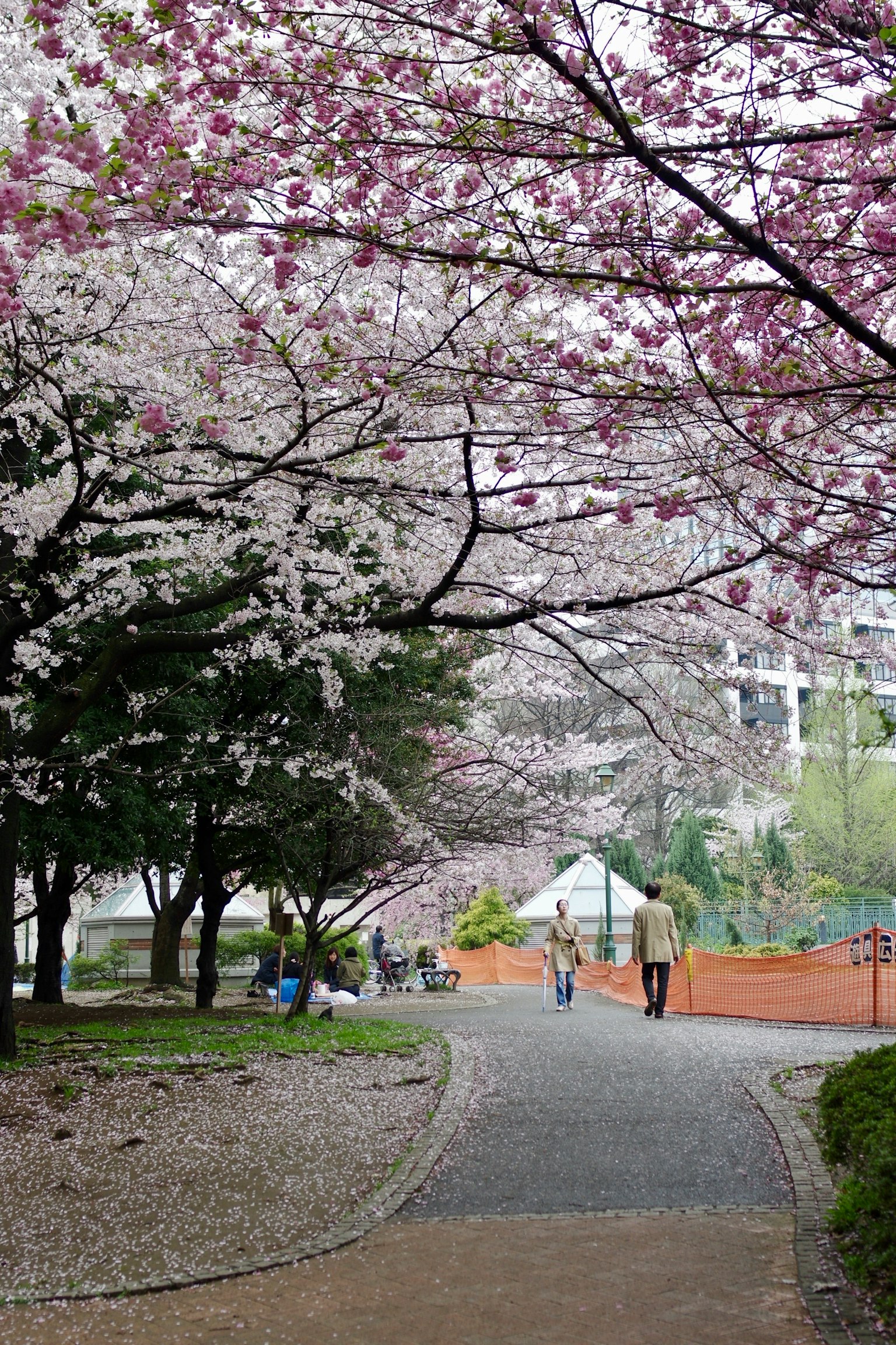 公園小道上盛開的櫻花樹和行人