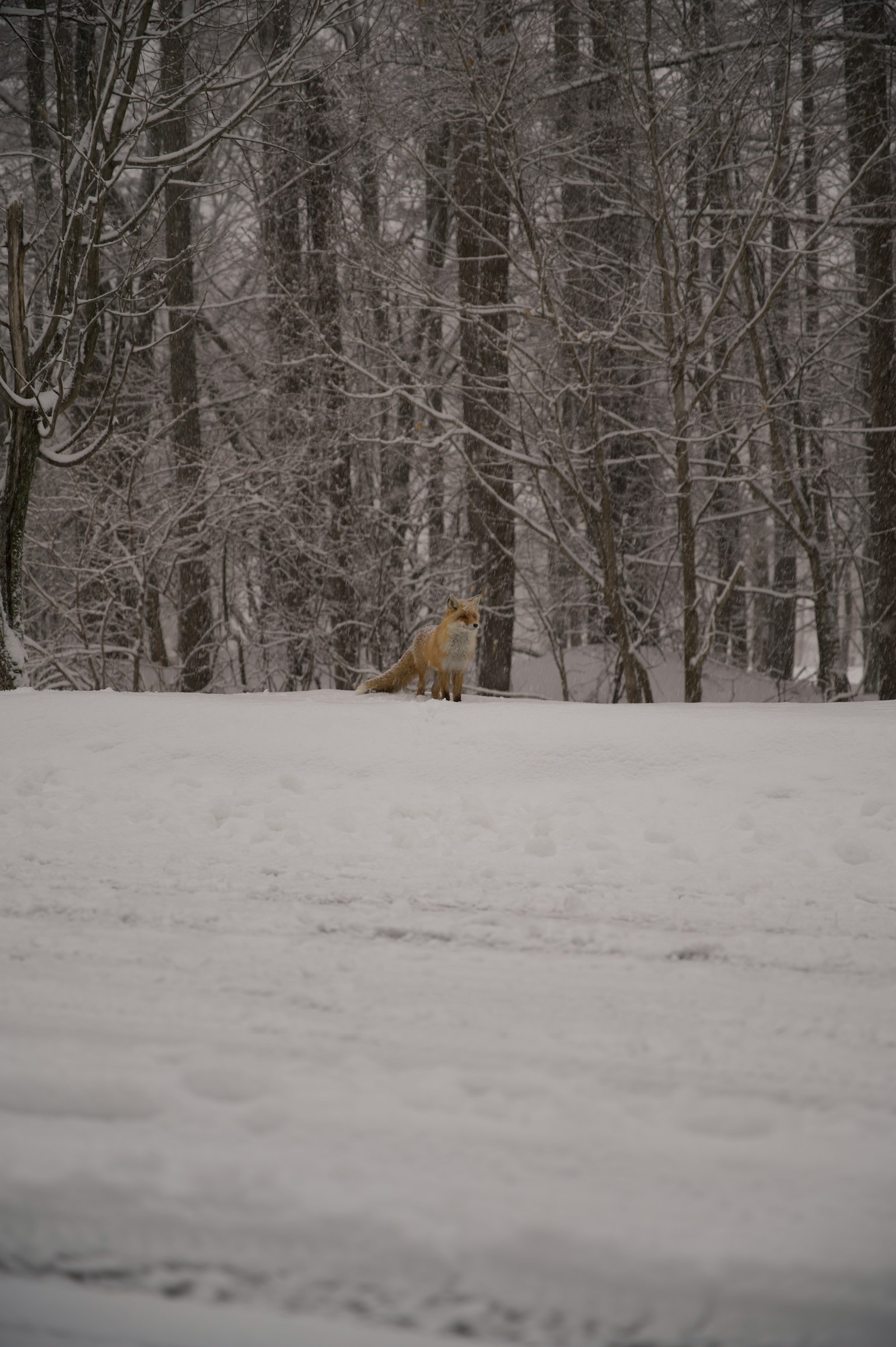 Silhouette di un cane in un paesaggio innevato