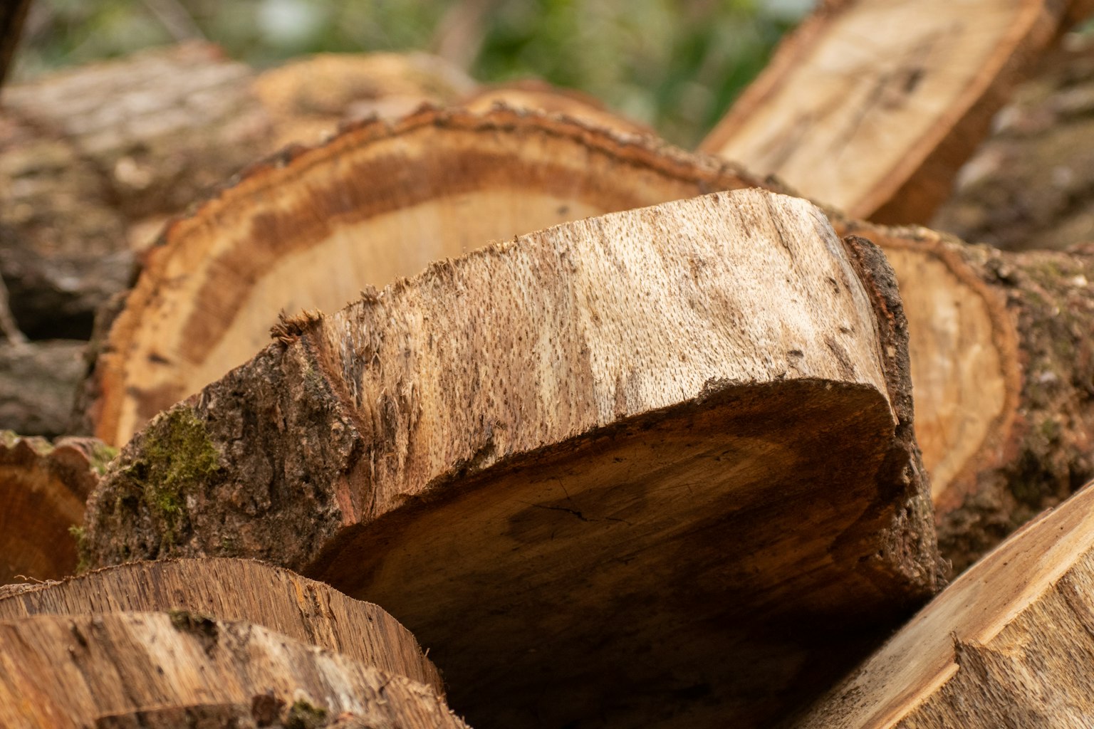 Nahaufnahme eines Baumstumpfes, der die Holzmaserung und Textur zeigt