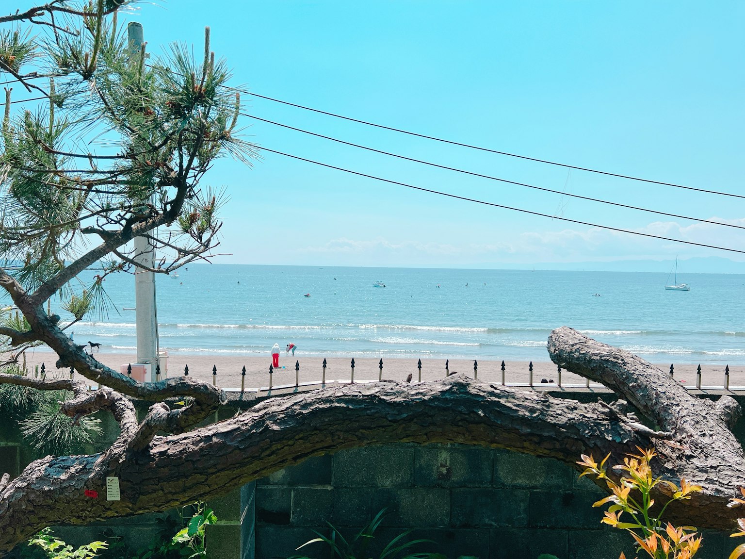 Vista panoramica dell'oceano con cielo blu e un pino in primo piano